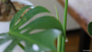 マクロコズムの新芽を確認