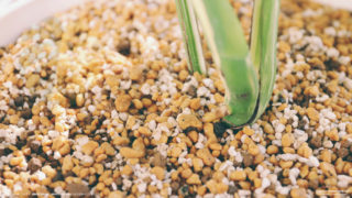 モンステラボルシギアナホワイトタイガーの気根を確認