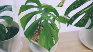 新芽を伸ばす斑入りモンステラボルシギアナ
