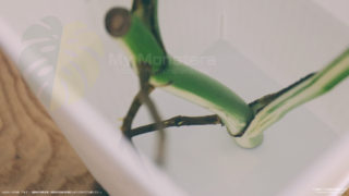 4日目で発根確認！水耕栽培（水挿し）の斑入りモンステラボルシギアナ