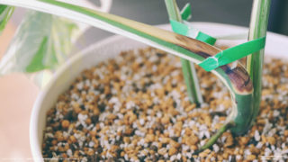 気根を伸ばしながら茶色く変色するモンステラボルシギアナホワイトタイガー