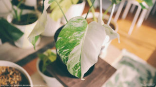 モンステラボルシギアナのハーフムーンから誕生したフルムーンからの新芽はハーフムーン