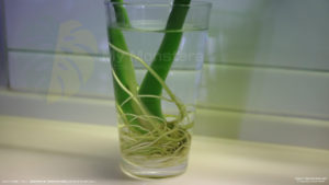 水耕栽培（水挿し）のモンステラデリシオーサの根っ子が充実