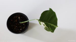 初めて購入した斑入りモンステラは散り斑が入ったボルシギアナの鉢植えカット苗
