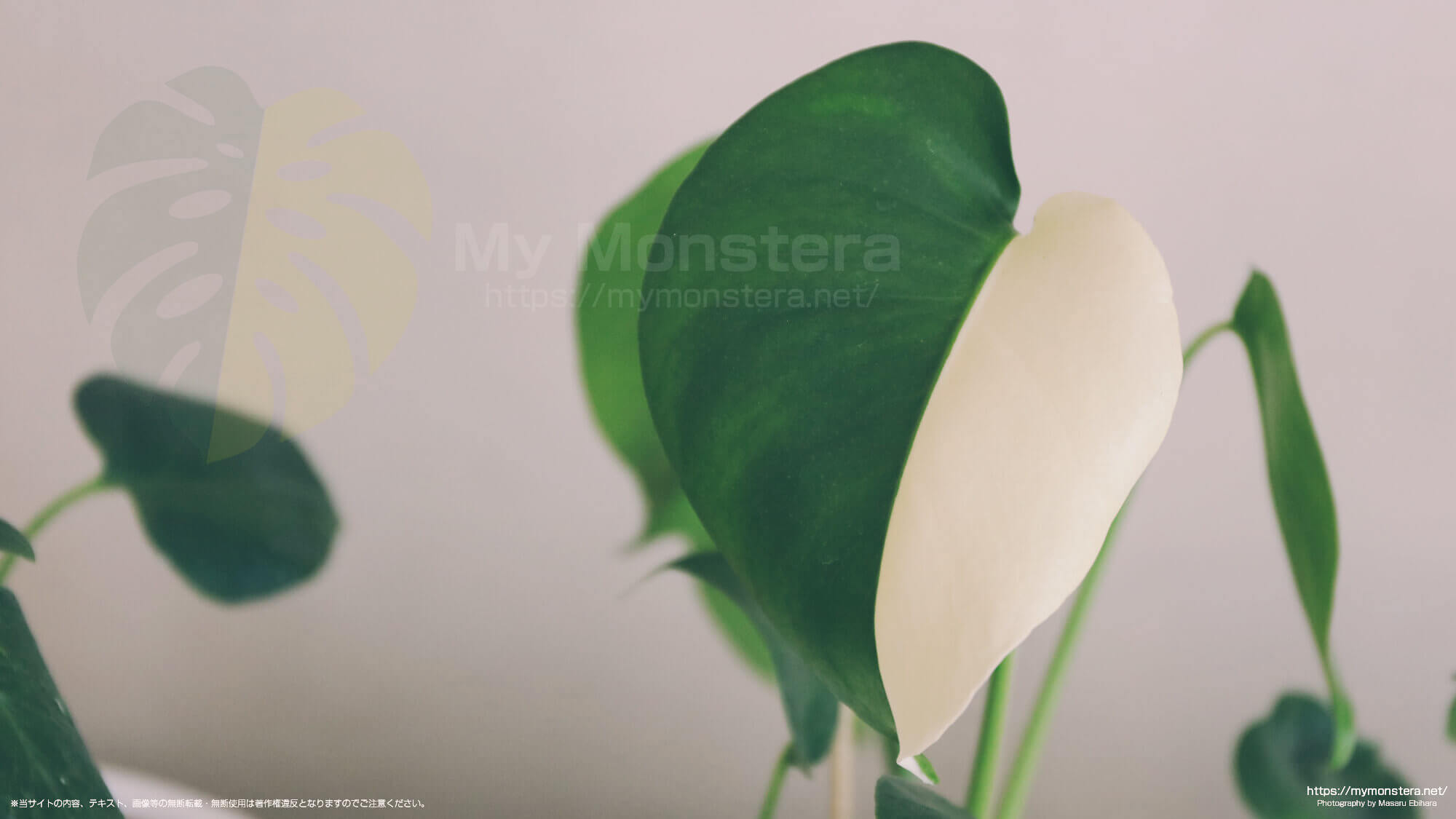 たまたま白斑のハーフムーンの葉が開いた実生のモンステラデリシオーサ