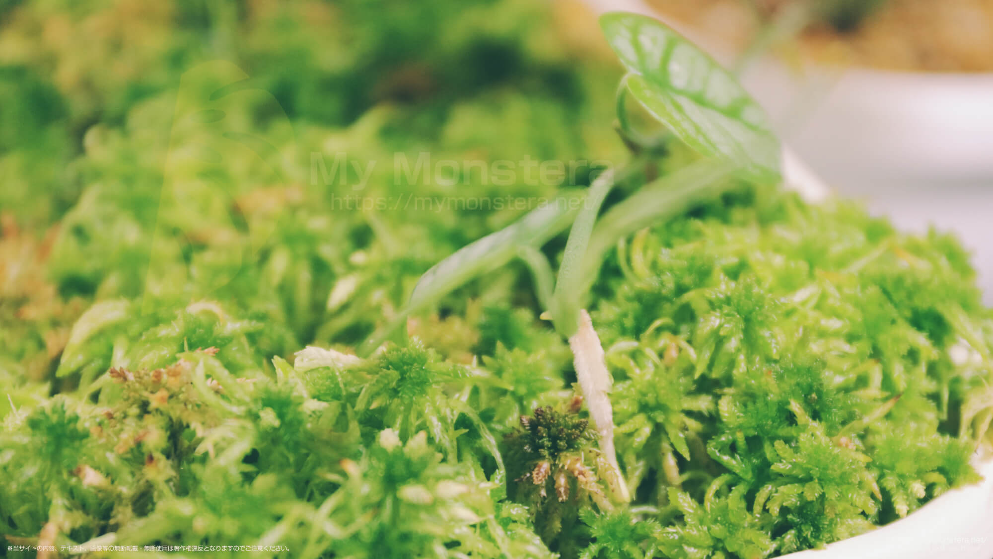 オブリクアを栽培している水苔の上で増殖するモンステラシルテペカナ（シルバーモンステラ）