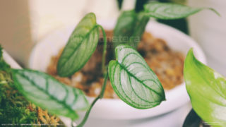 オブリクアを飼育している水苔の上で増殖するモンステラシルテペカナ（シルバーモンステラ）
