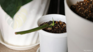 水苔から土に植え替えて約3週間後のイエローモンスターの新芽