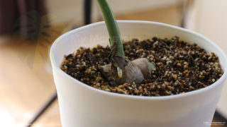 飼育三ヶ月でようやく伸び出したイエローモンスターの気根