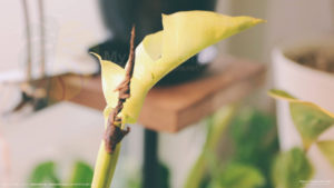 黄斑のモンステラボルシギアナ（トップカット）初めての新葉が開き始める