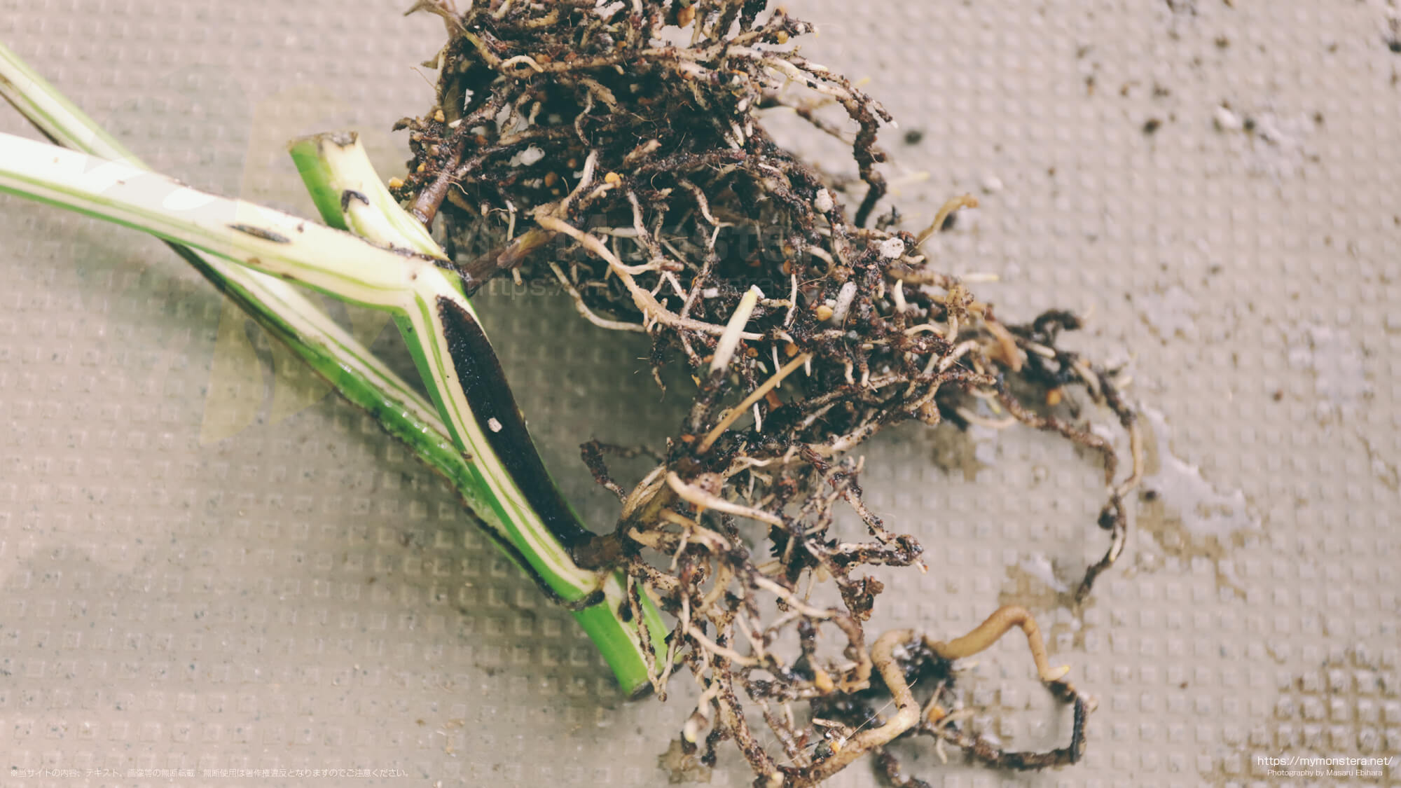 斑入りモンステラボルシギアナの根元（水耕栽培、もしくは茎伏せで育てた苗）