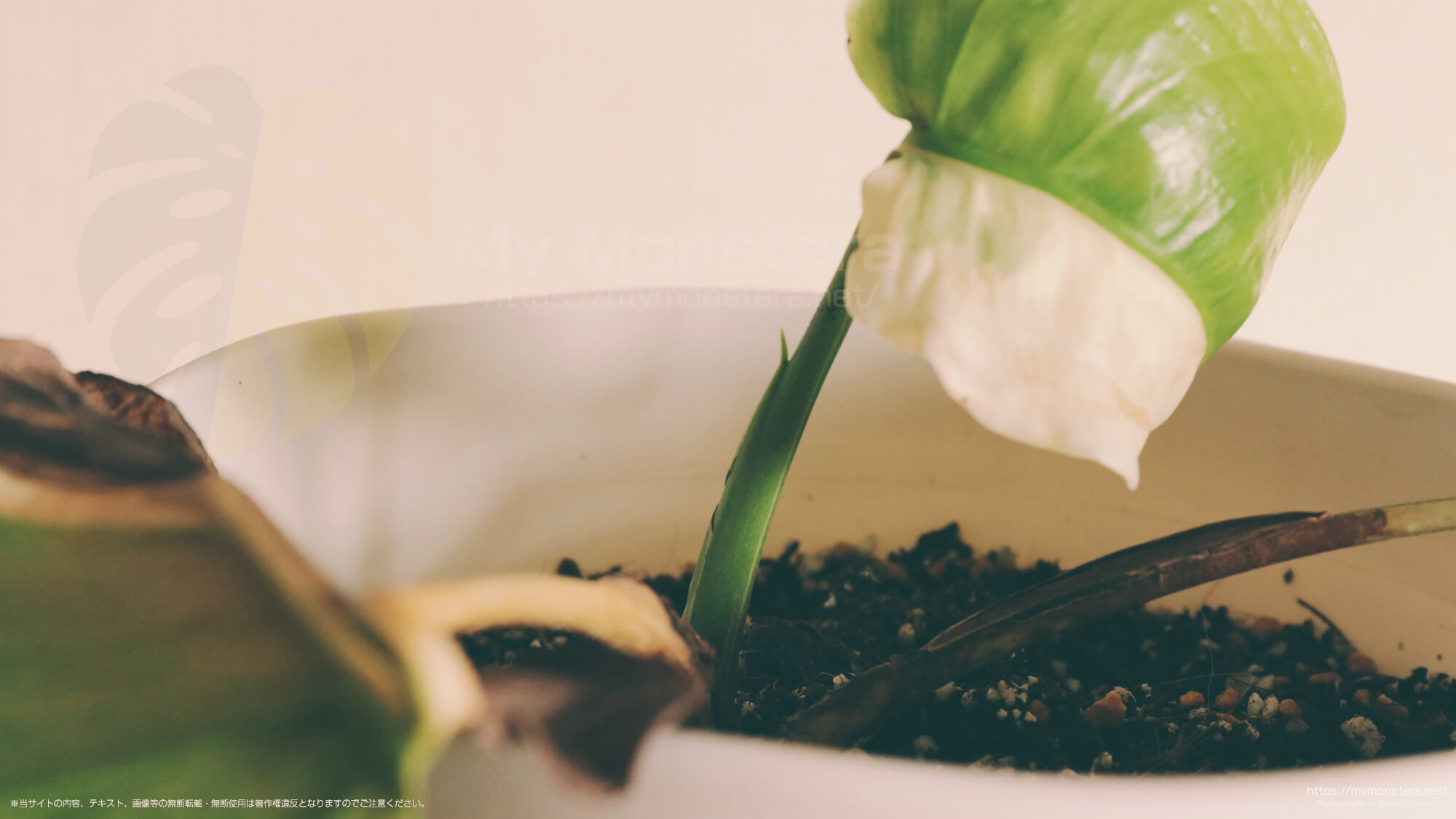 栽培8ヶ月目で初めて開いたモンステラの新葉はハーフムーン