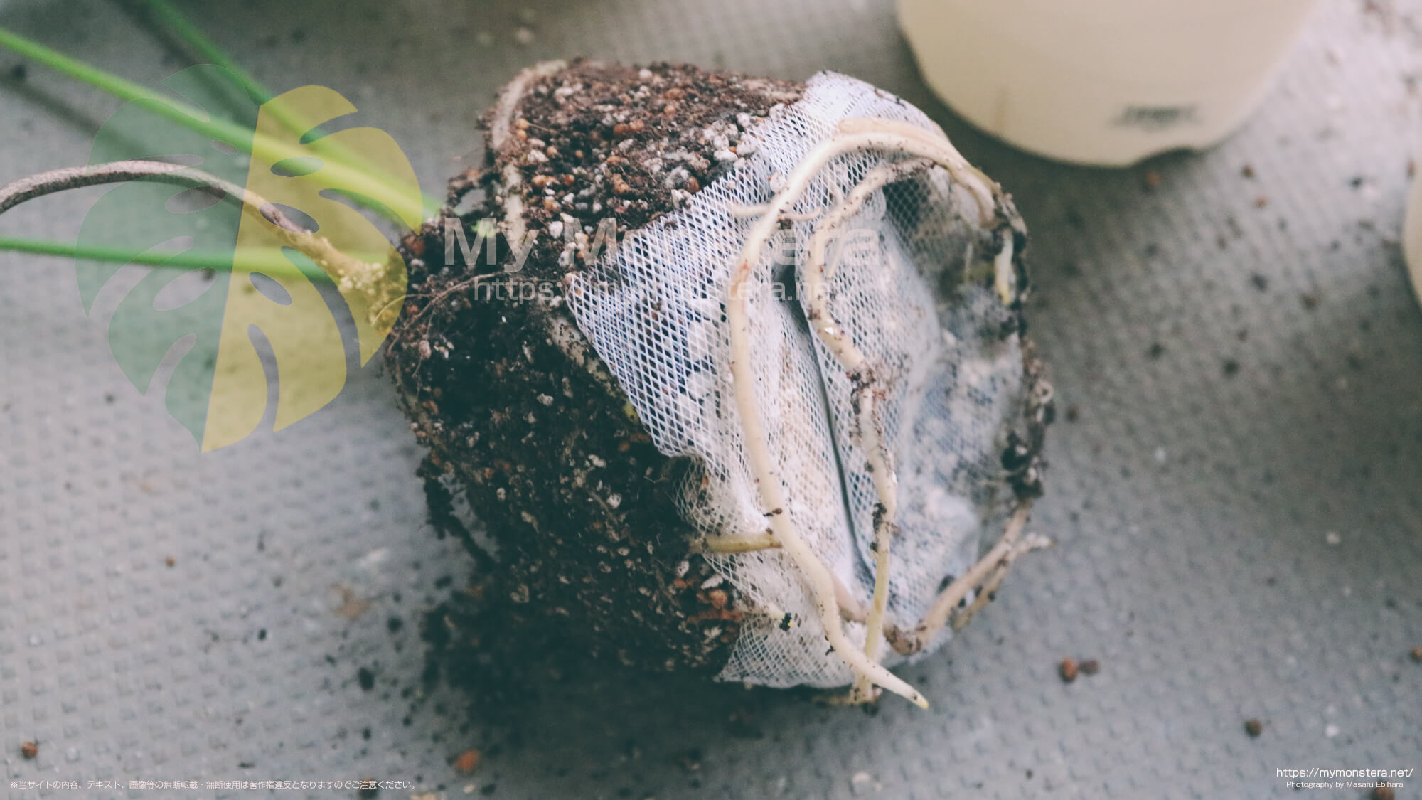 鉢底石用のネットを利用し栽培しているモンステラ