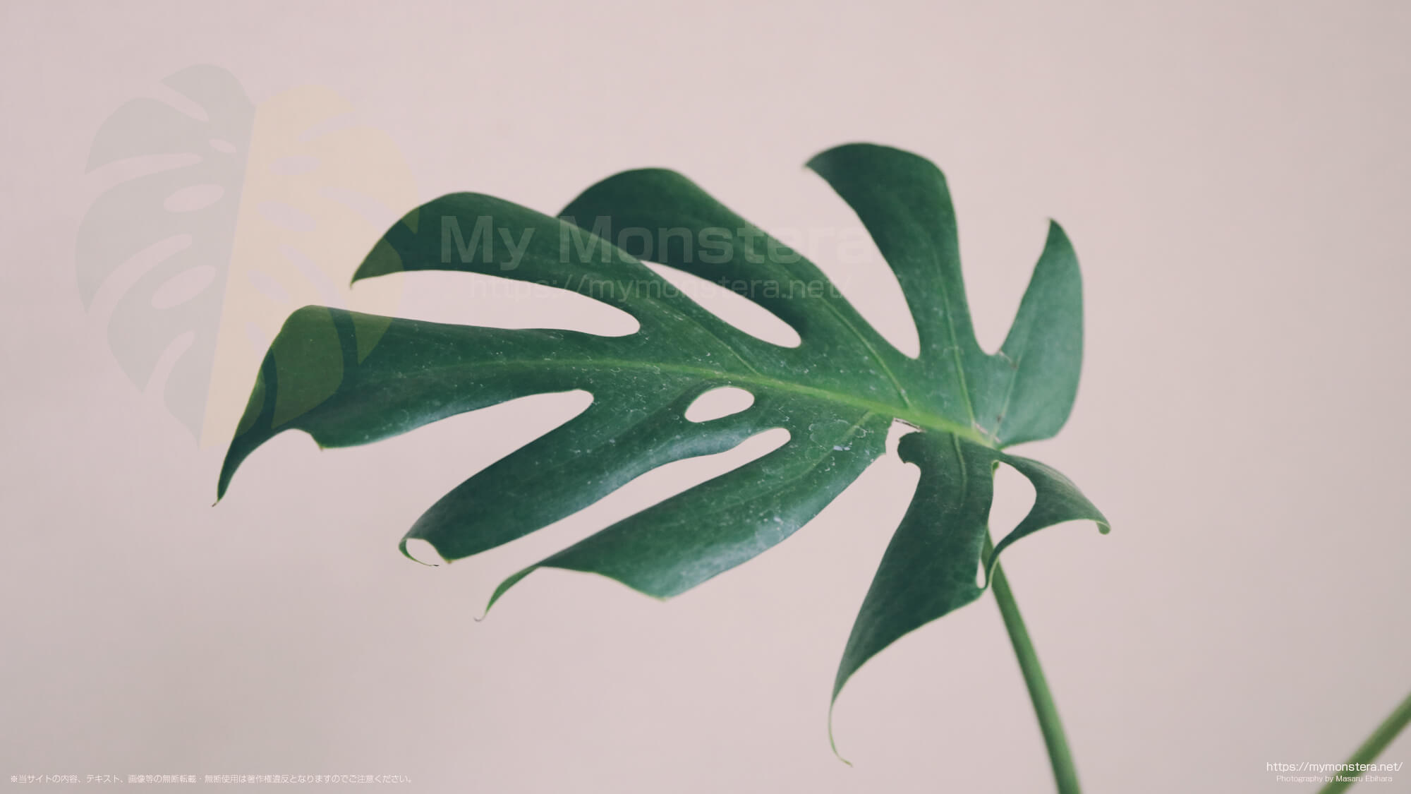 約5ヵ月ぶりに開いた細長い葉（ナローリーフ）を持つモンステラデリシオーサの新し葉