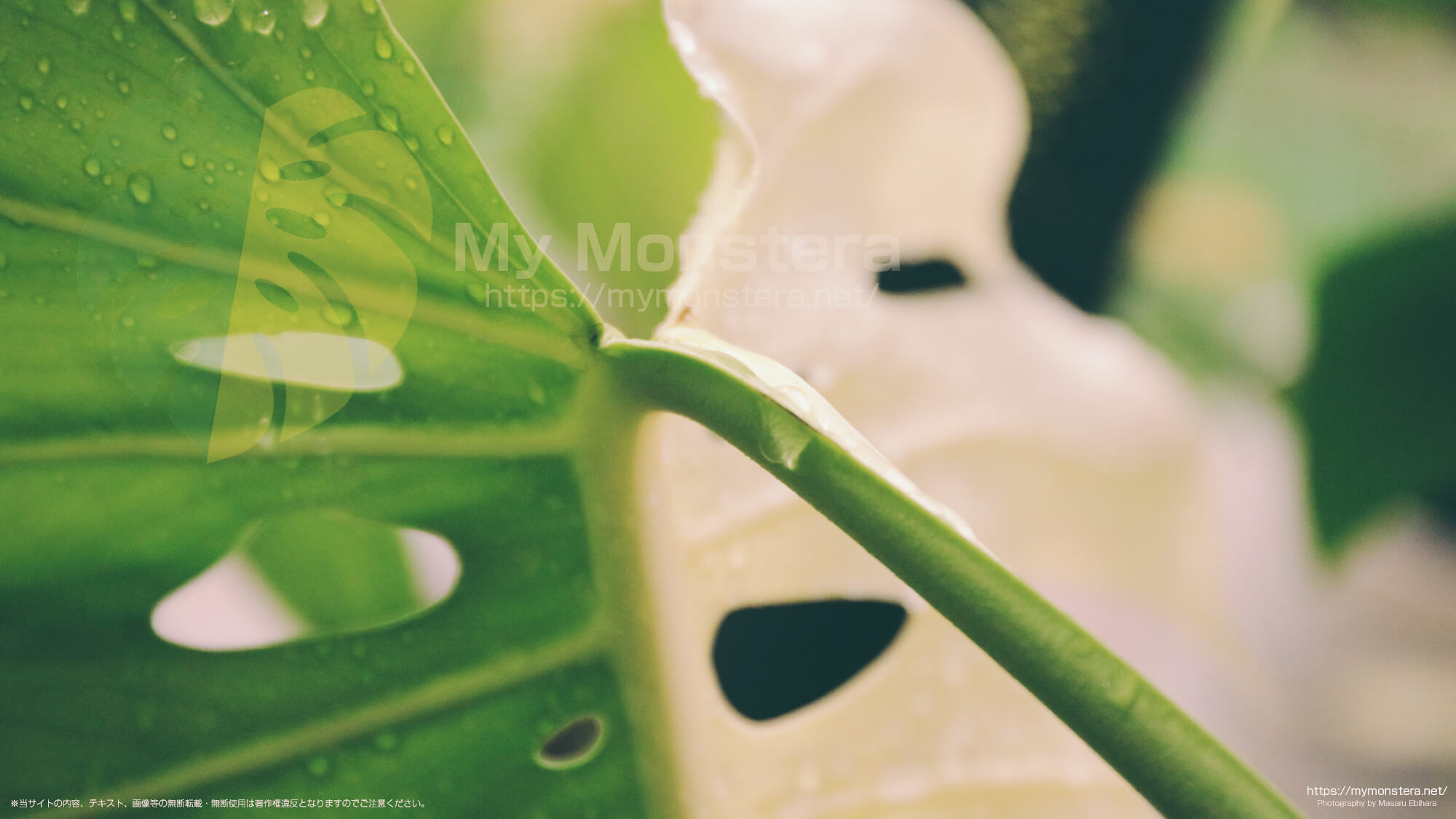 成熟したモンステラボルシギアナの葉と葉柄部のつなぎ目にはフリルが無い