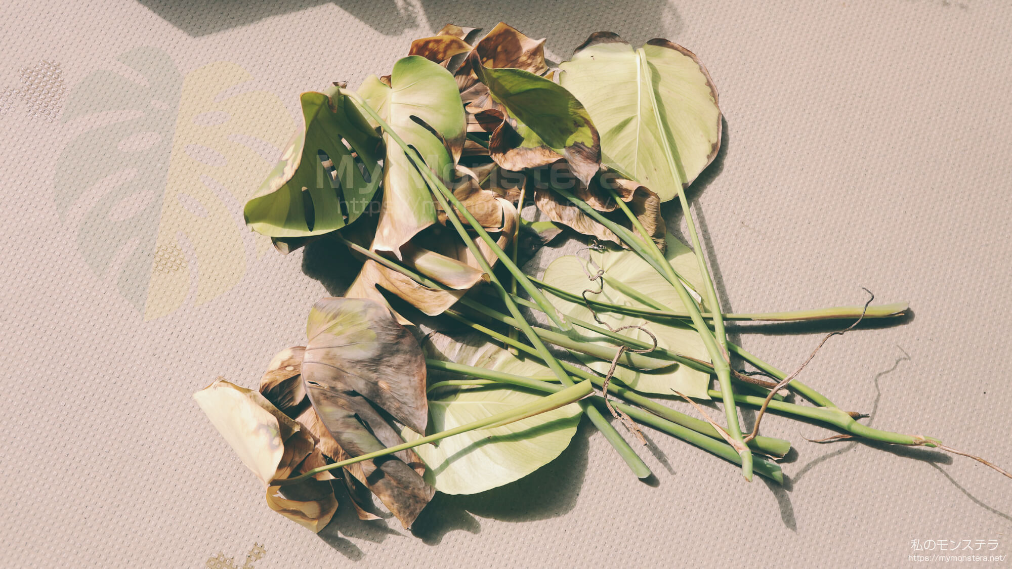 冬に屋外でボロボロに枯れてしまったモンステラの葉を剪定（カット）