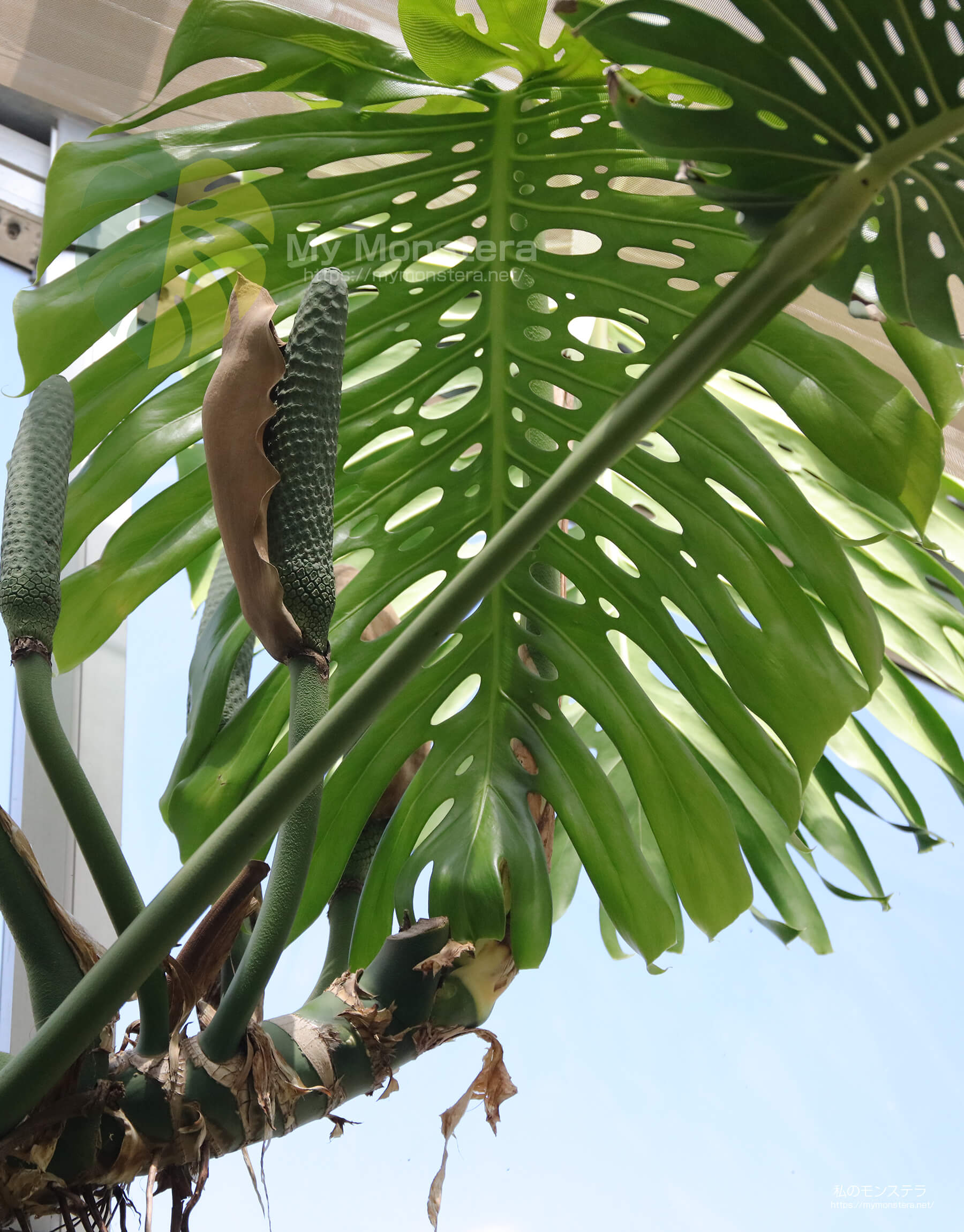 モンステラデリシオーサ ( Monstera Deliciosa )