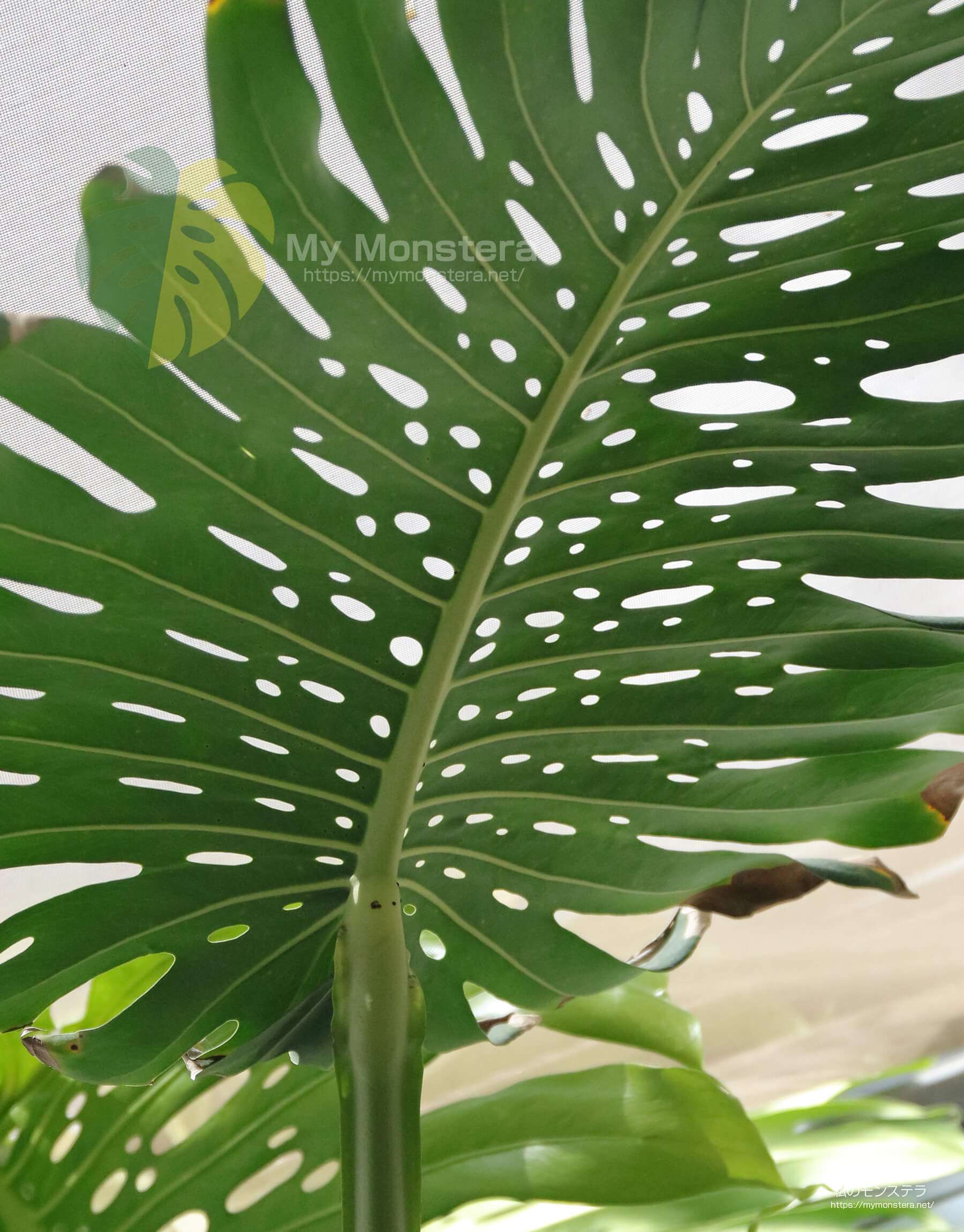 モンステラデリシオーサ ( Monstera Deliciosa )