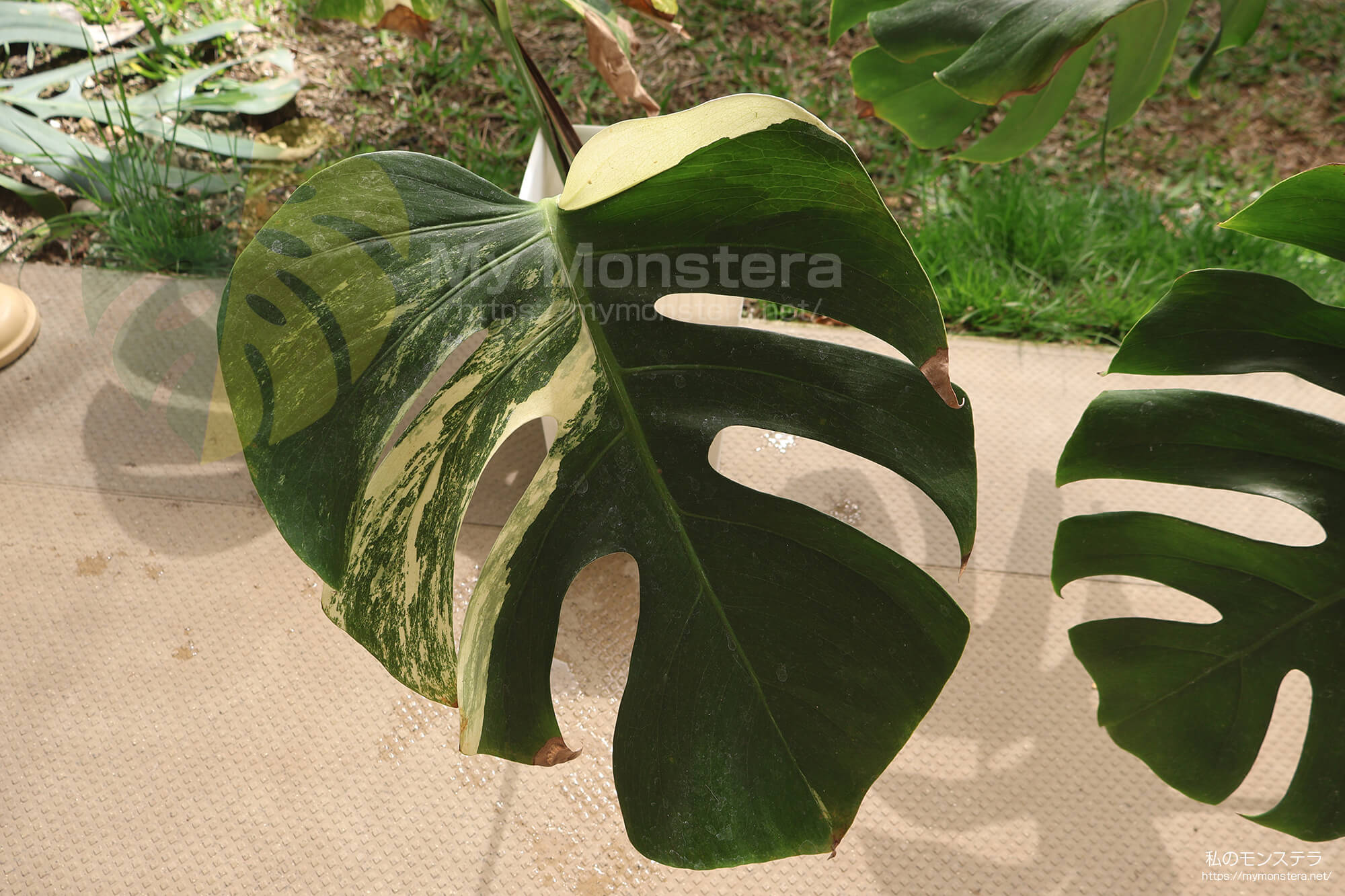 水耕栽培(水挿し)から鉢植えへと移行するモンステラ