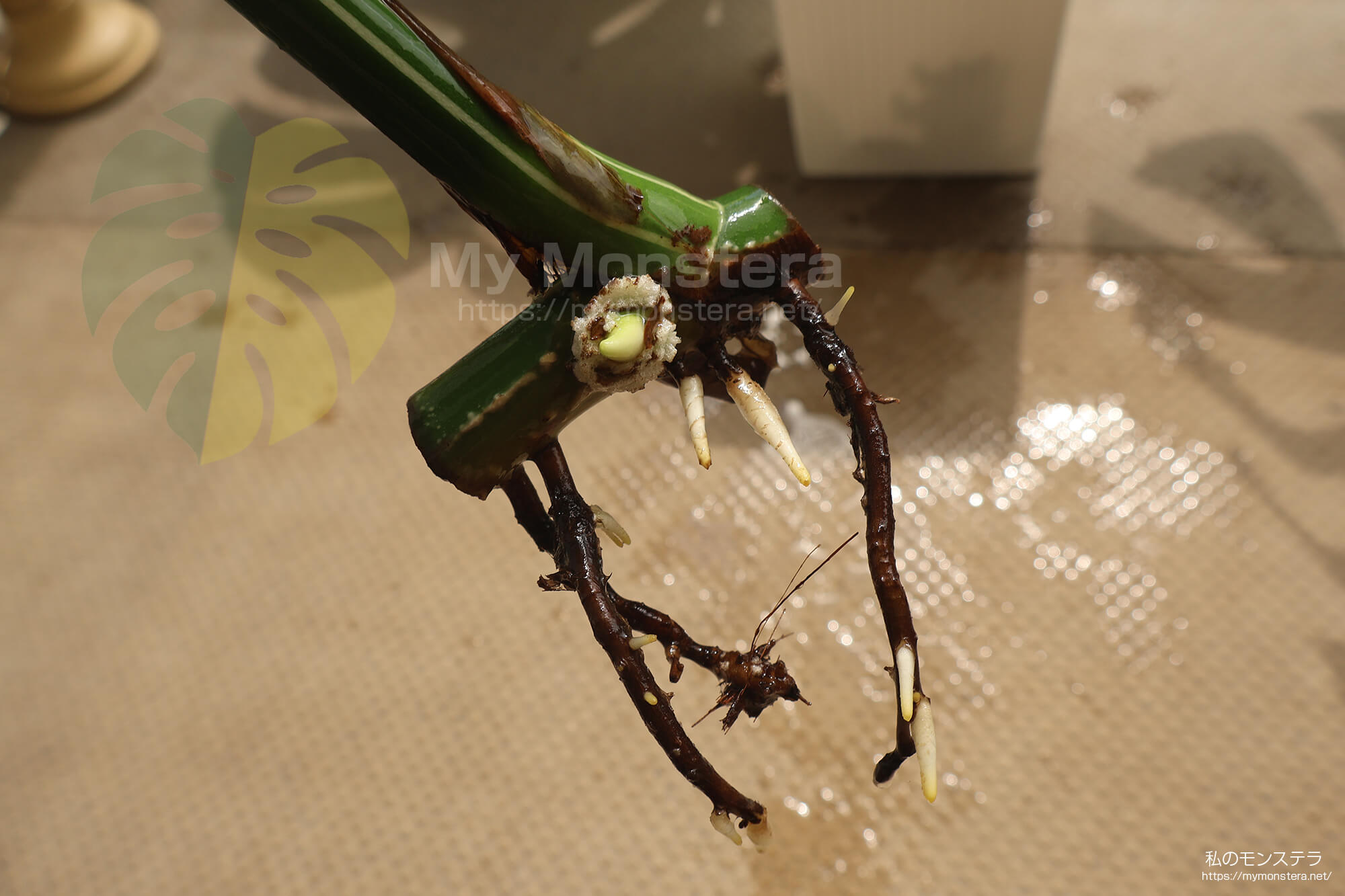 水耕栽培(水挿し)から鉢植えへと移行するモンステラ