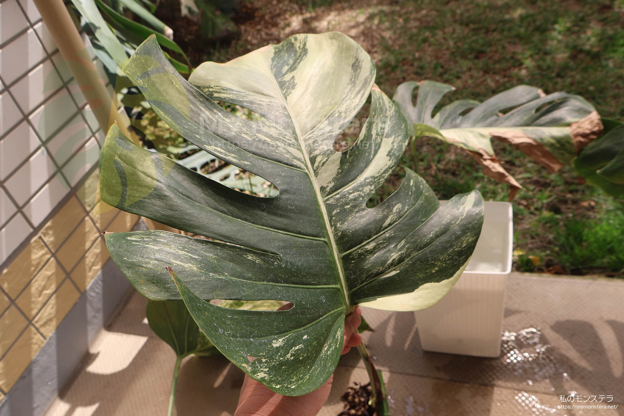 水耕栽培(水挿し)から鉢植えへと移行するモンステラ
