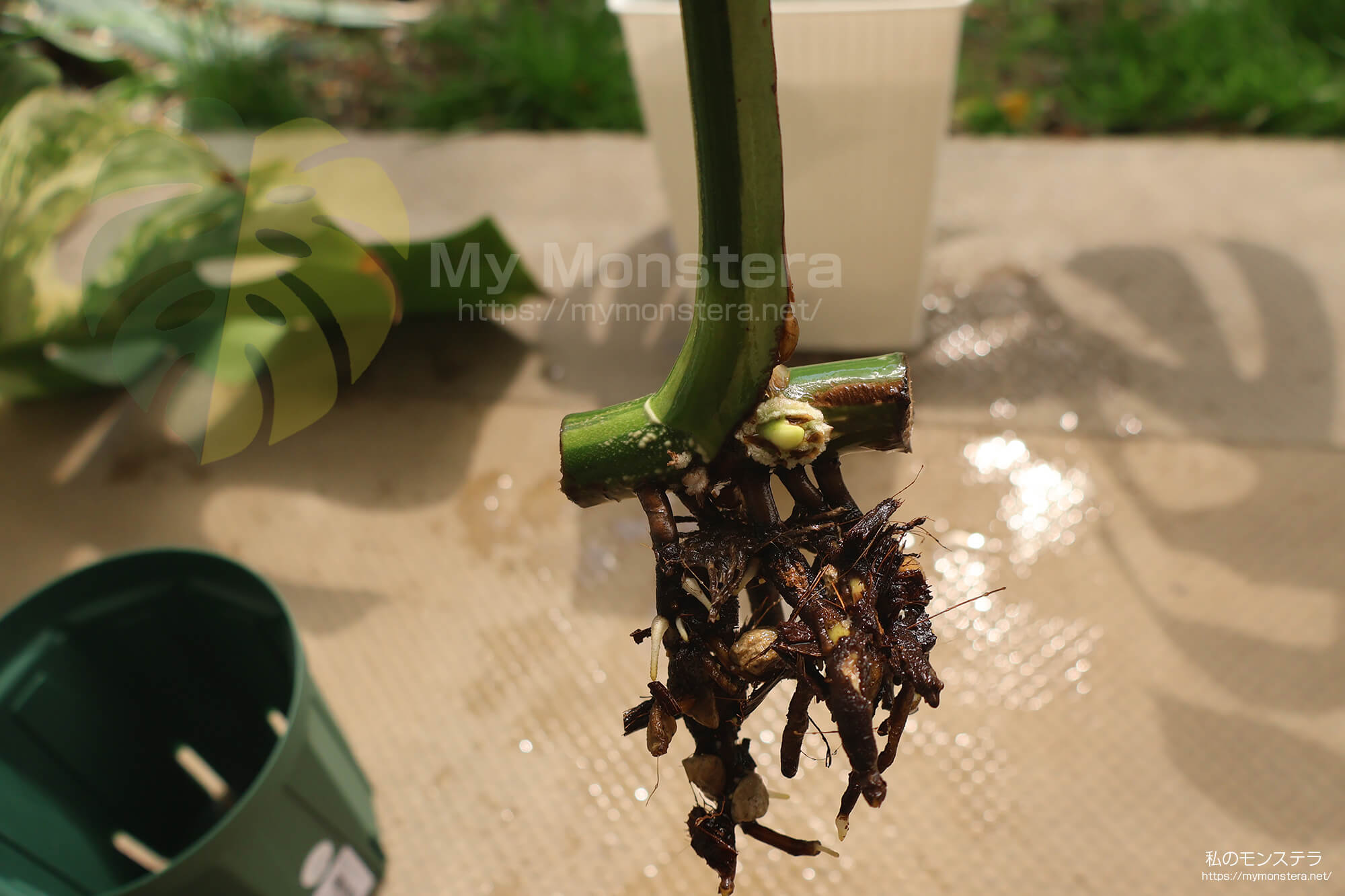 水耕栽培(水挿し)から鉢植えへと移行するモンステラ