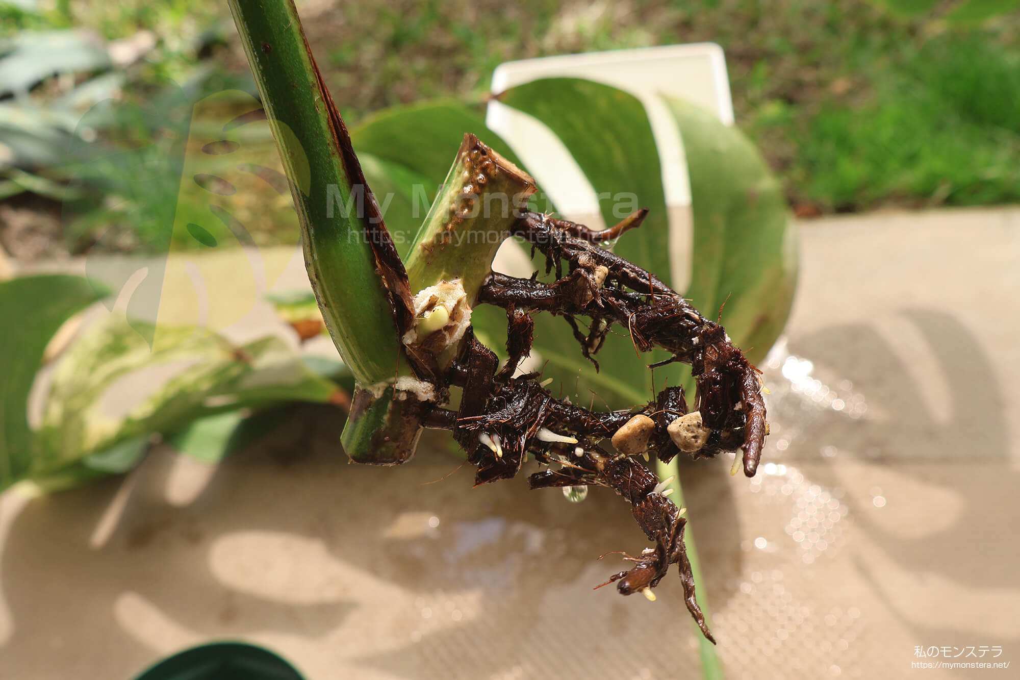水耕栽培(水挿し)から鉢植えへと移行するモンステラ