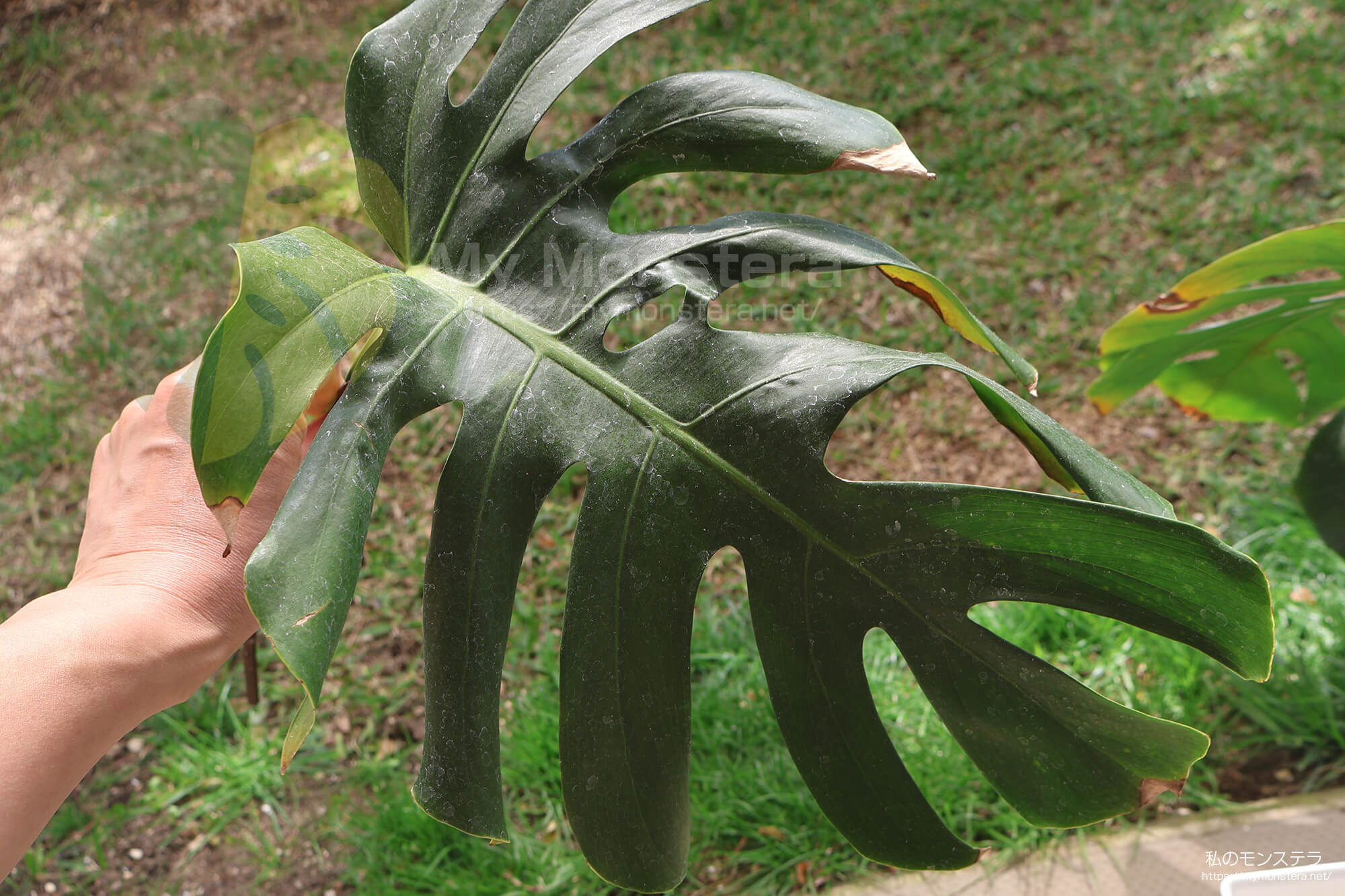 水耕栽培(水挿し)から鉢植えへと移行するモンステラ