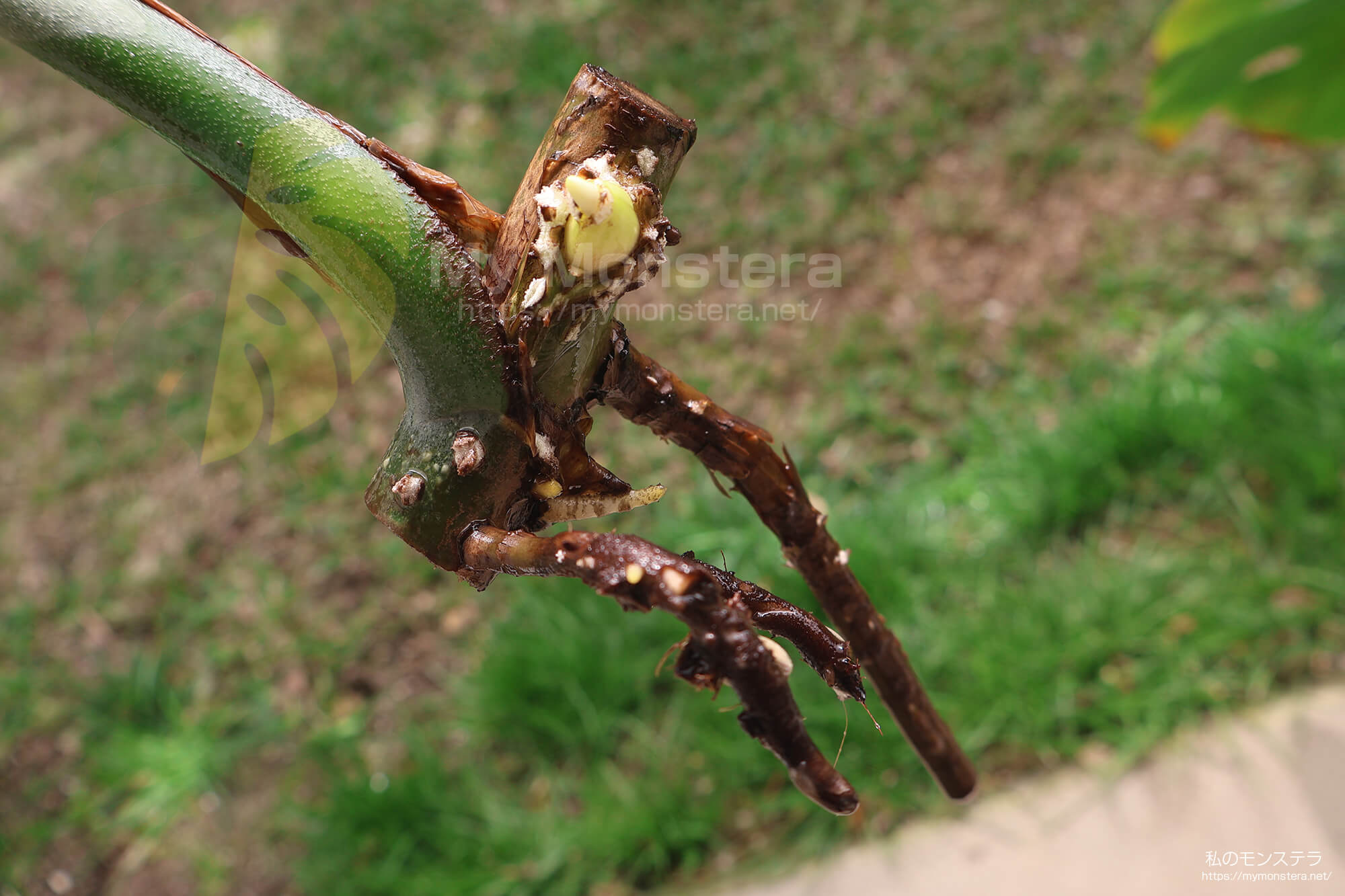 水耕栽培(水挿し)から鉢植えへと移行するモンステラ