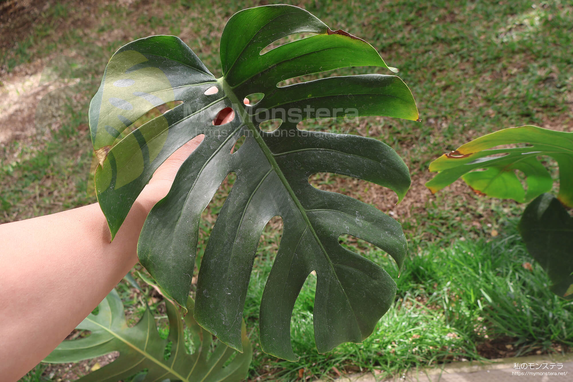 水耕栽培(水挿し)から鉢植えへと移行するモンステラ