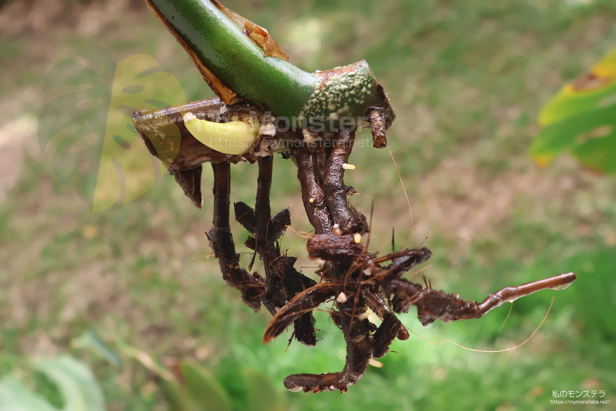 水耕栽培(水挿し)から鉢植えへと移行するモンステラ