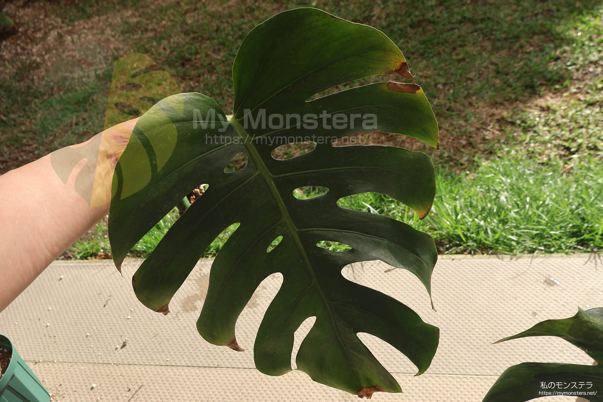 水耕栽培(水挿し)から鉢植えへと移行するモンステラ