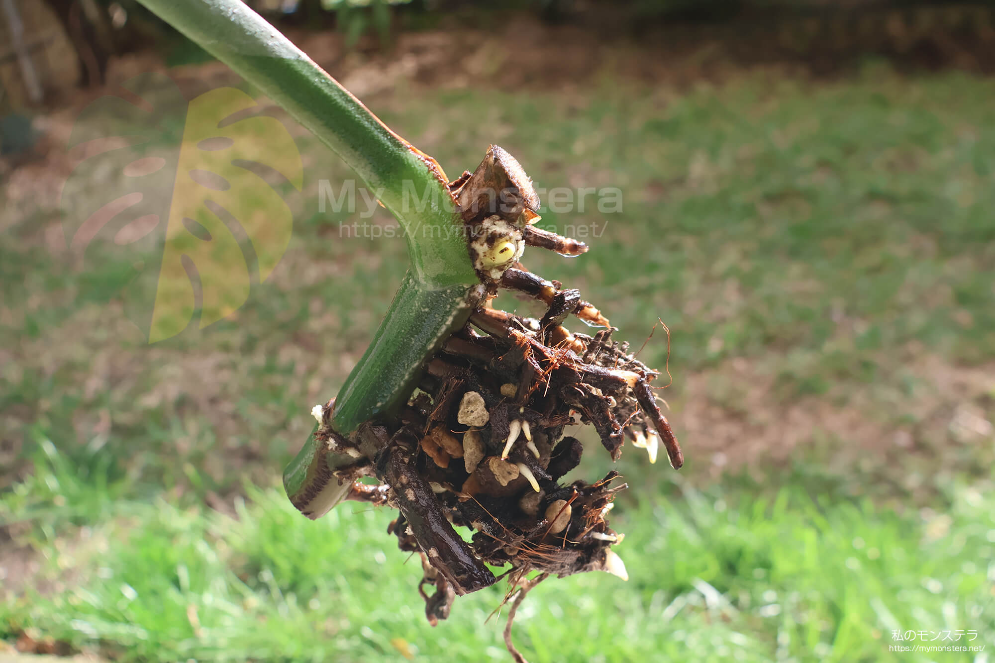 水耕栽培(水挿し)から鉢植えへと移行するモンステラ