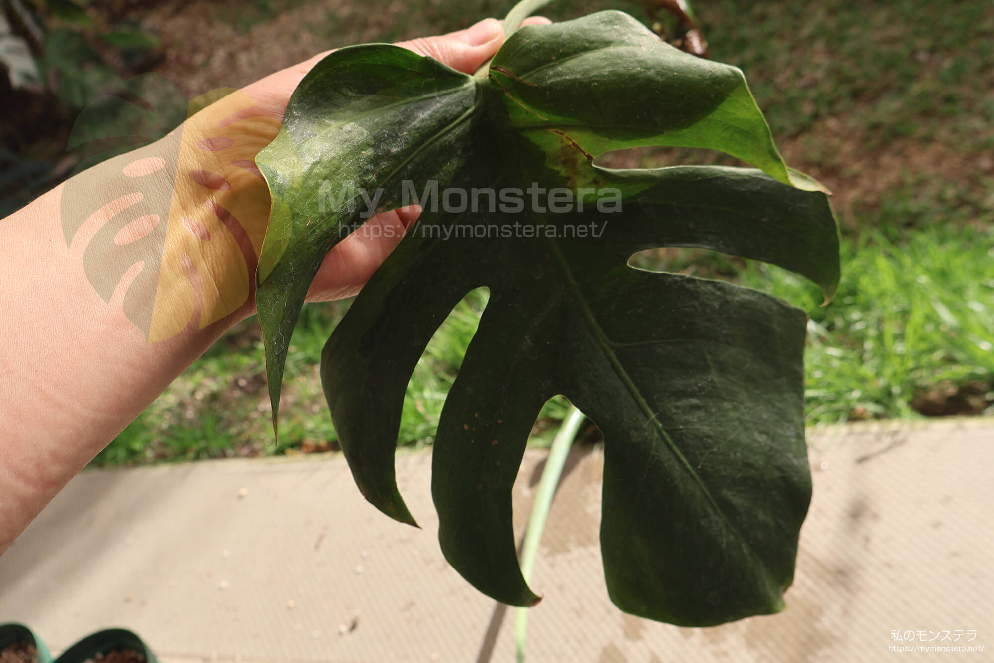 水耕栽培(水挿し)から鉢植えへと移行するモンステラ