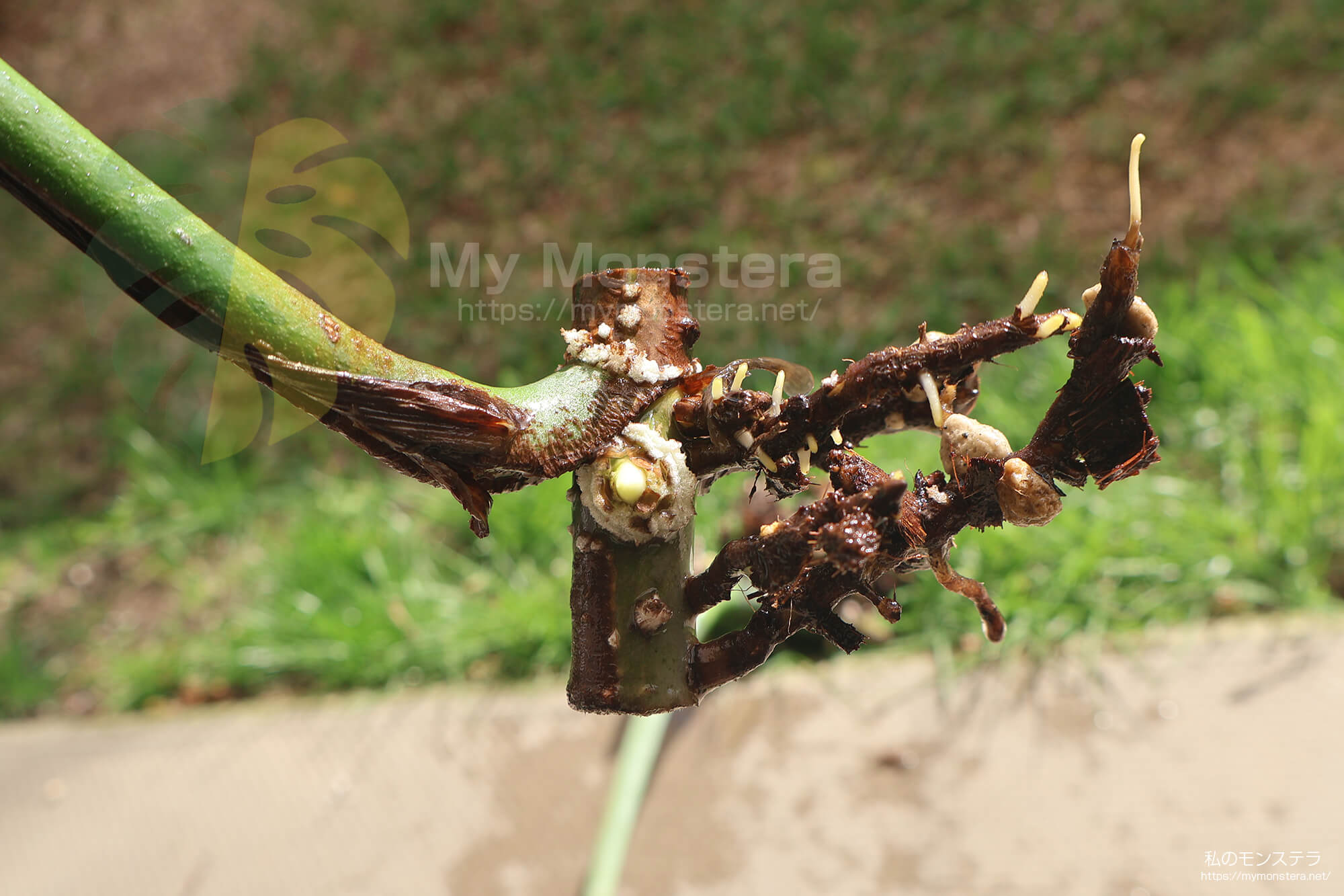 水耕栽培(水挿し)から鉢植えへと移行するモンステラ