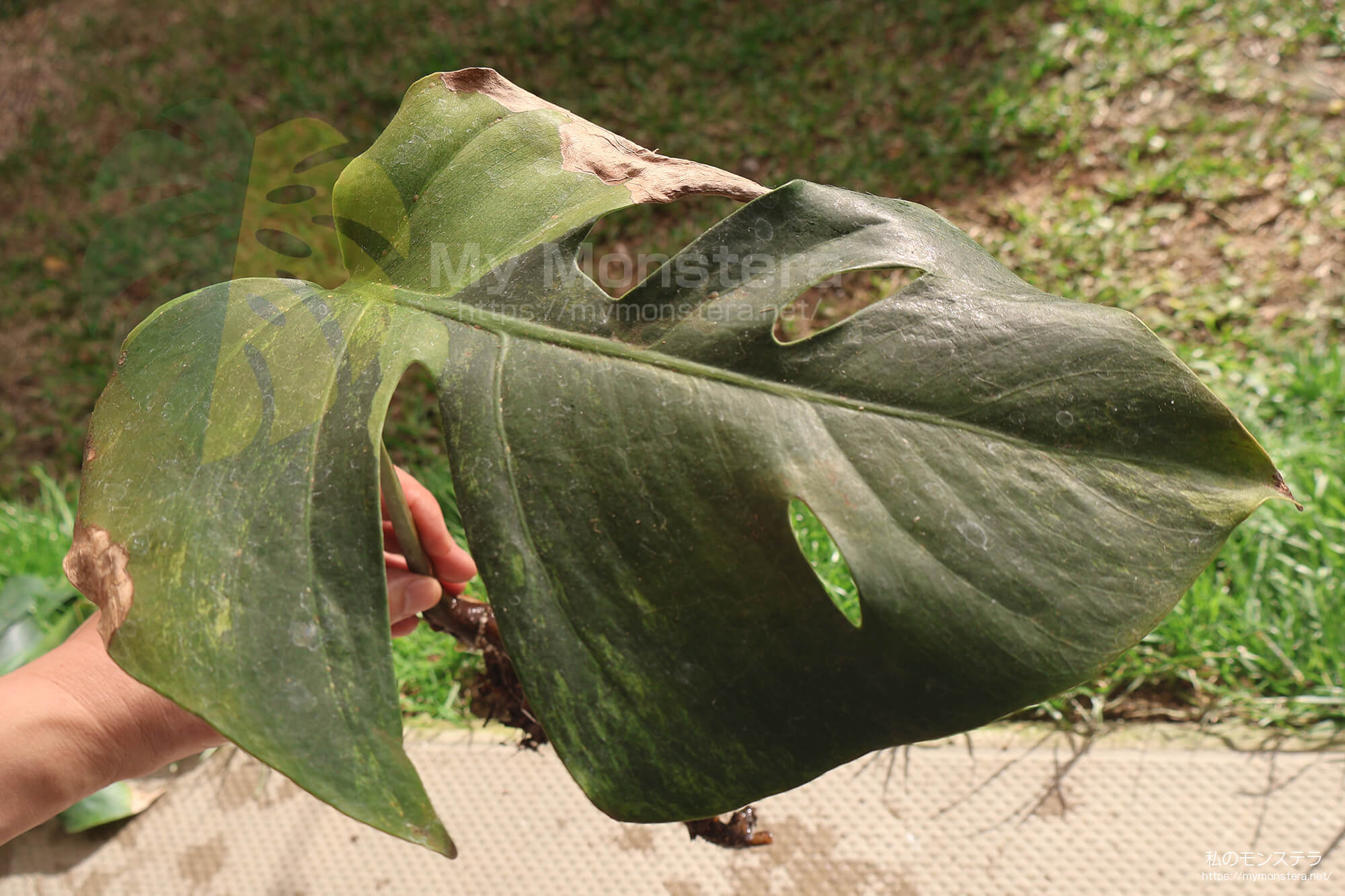 水耕栽培(水挿し)から鉢植えへと移行するモンステラ