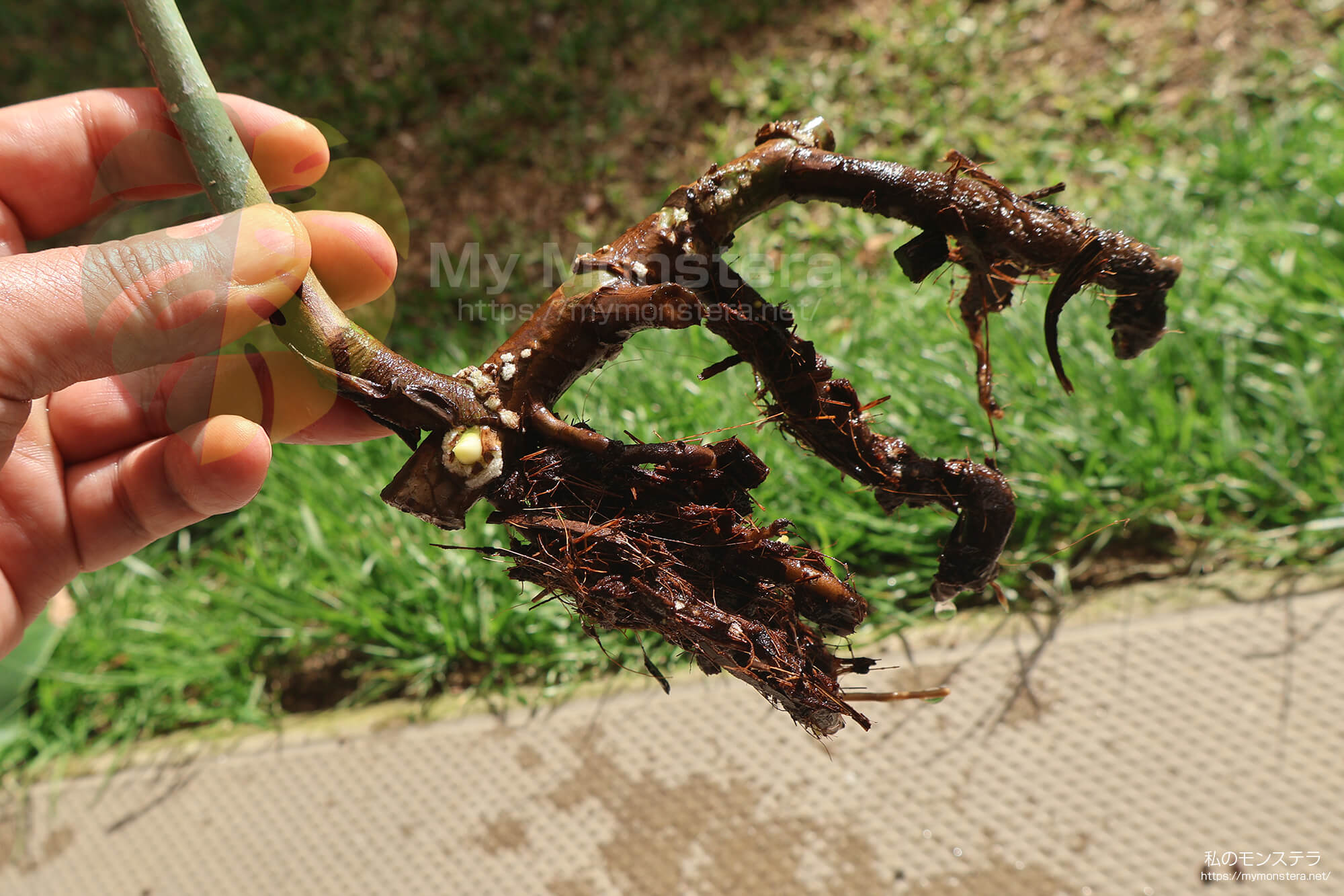 水耕栽培(水挿し)から鉢植えへと移行するモンステラ