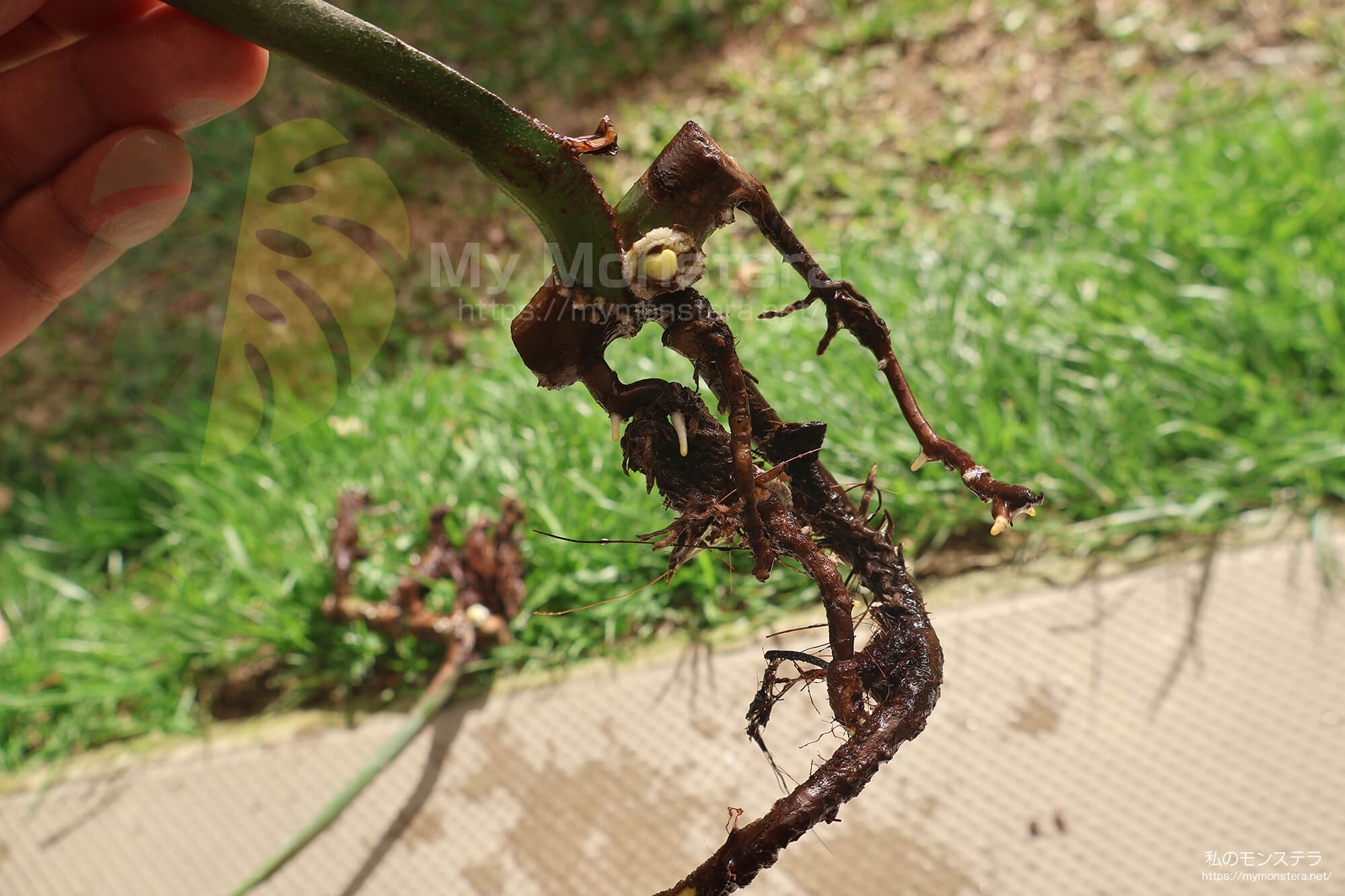 水耕栽培(水挿し)から鉢植えへと移行するモンステラ