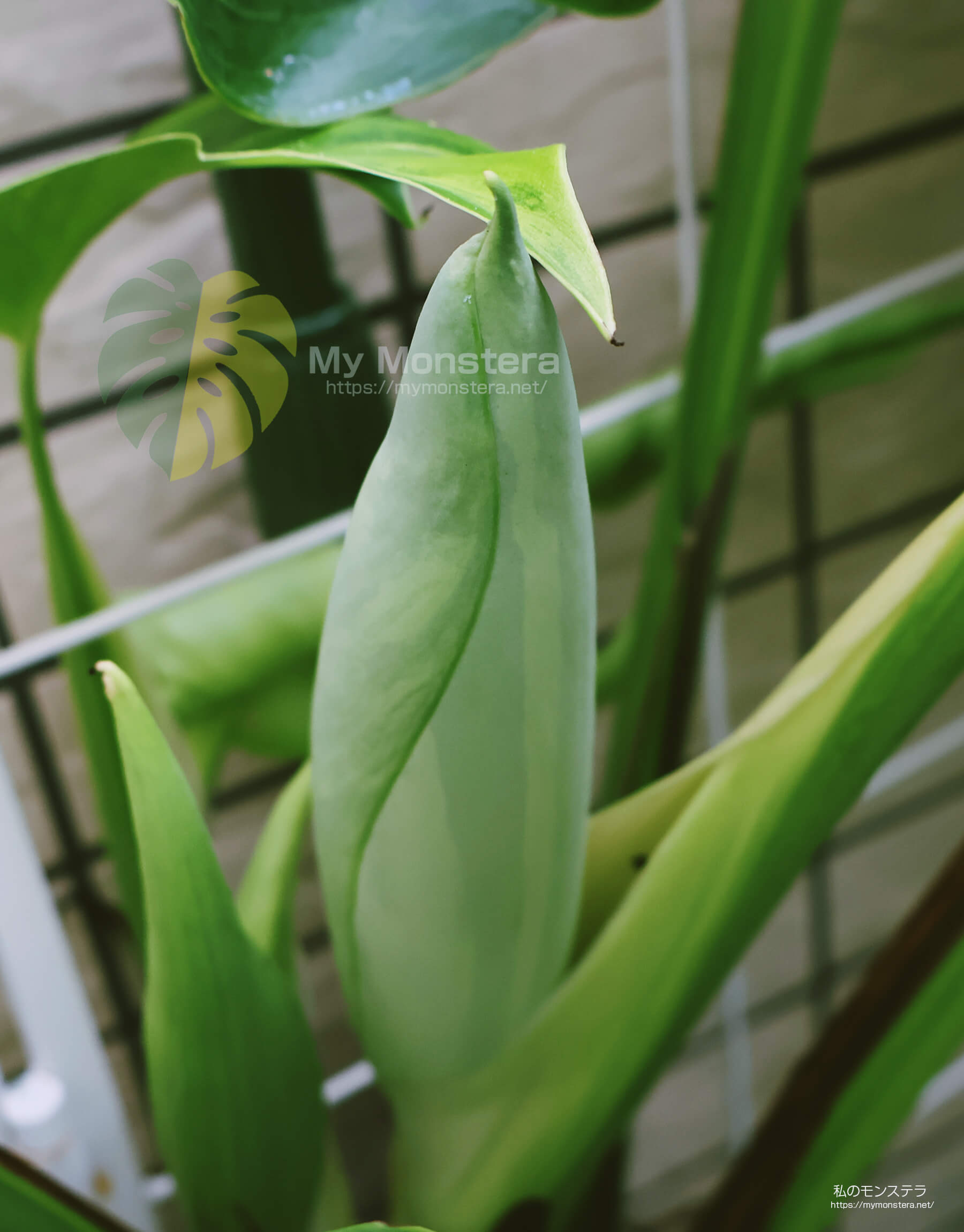 斑入りモンステラの花芽（蕾）