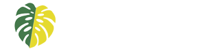 私のモンステラ