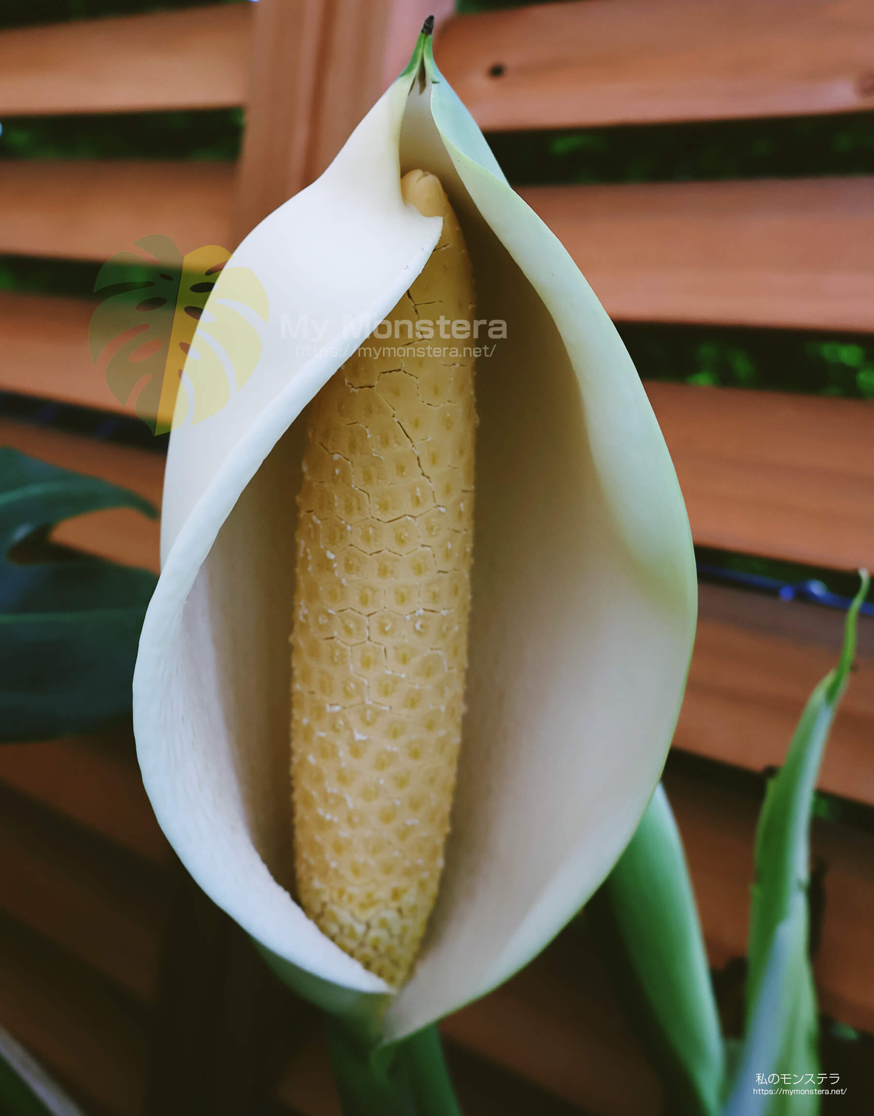 モンステラの花