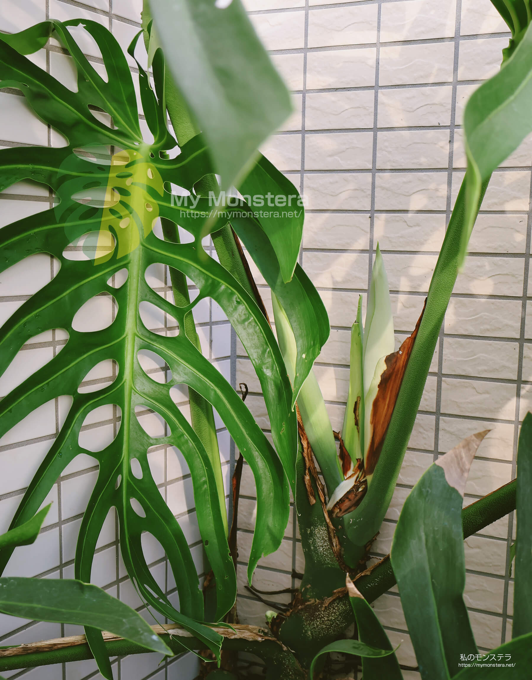 モンステラスケルトンの花芽(蕾)
