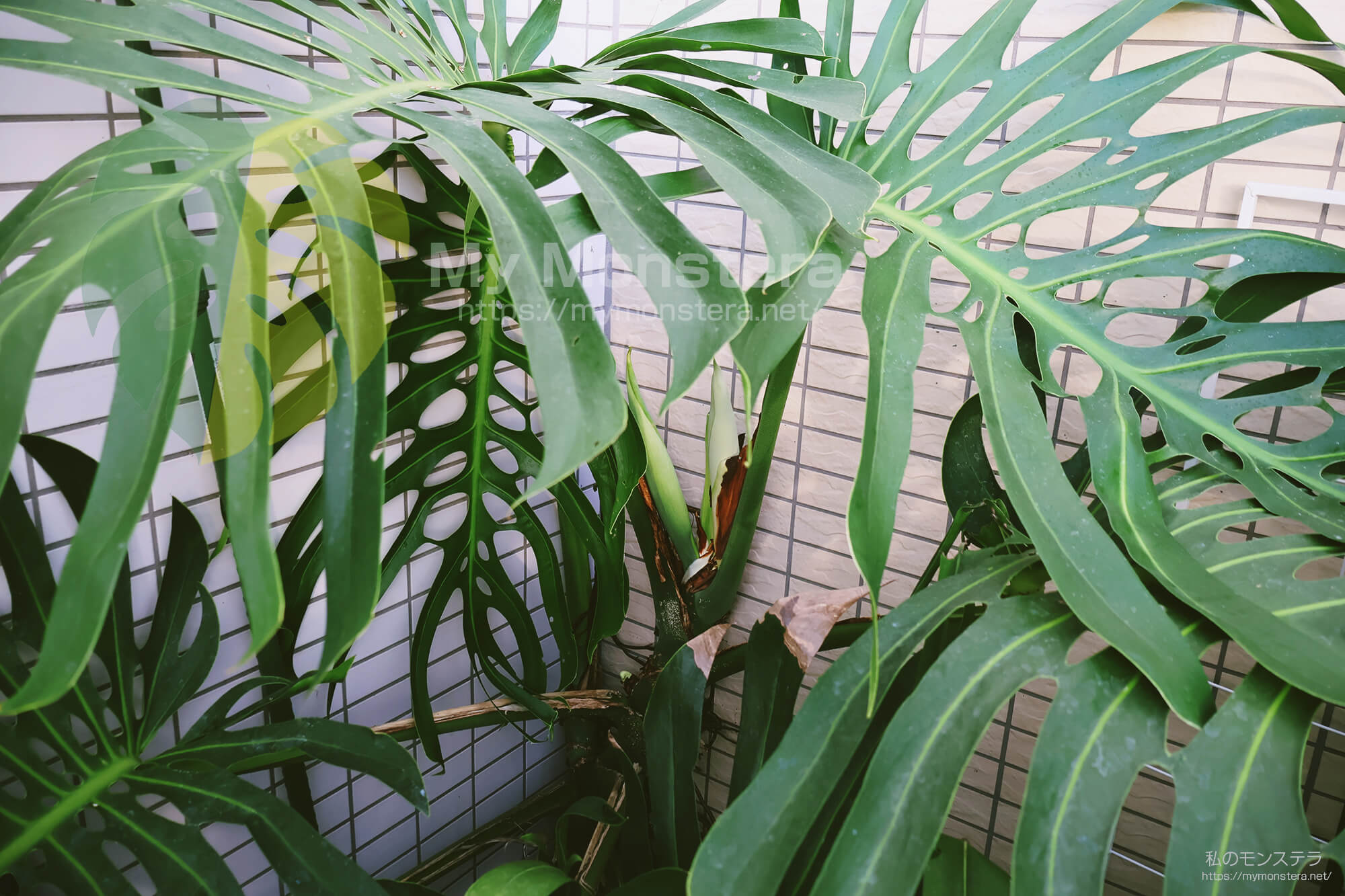 モンステラスケルトンの花芽(蕾)