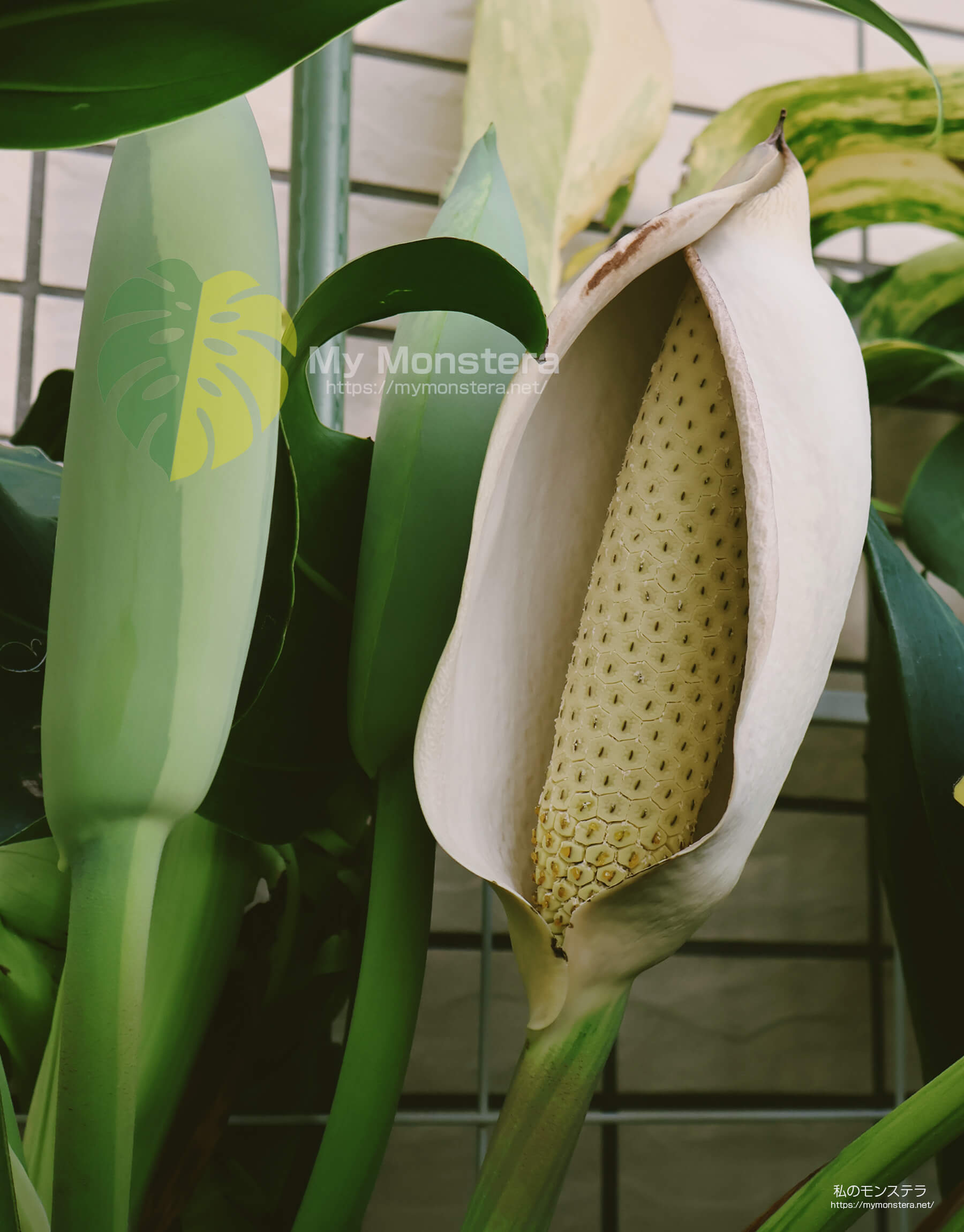 モンステラオーレアの花