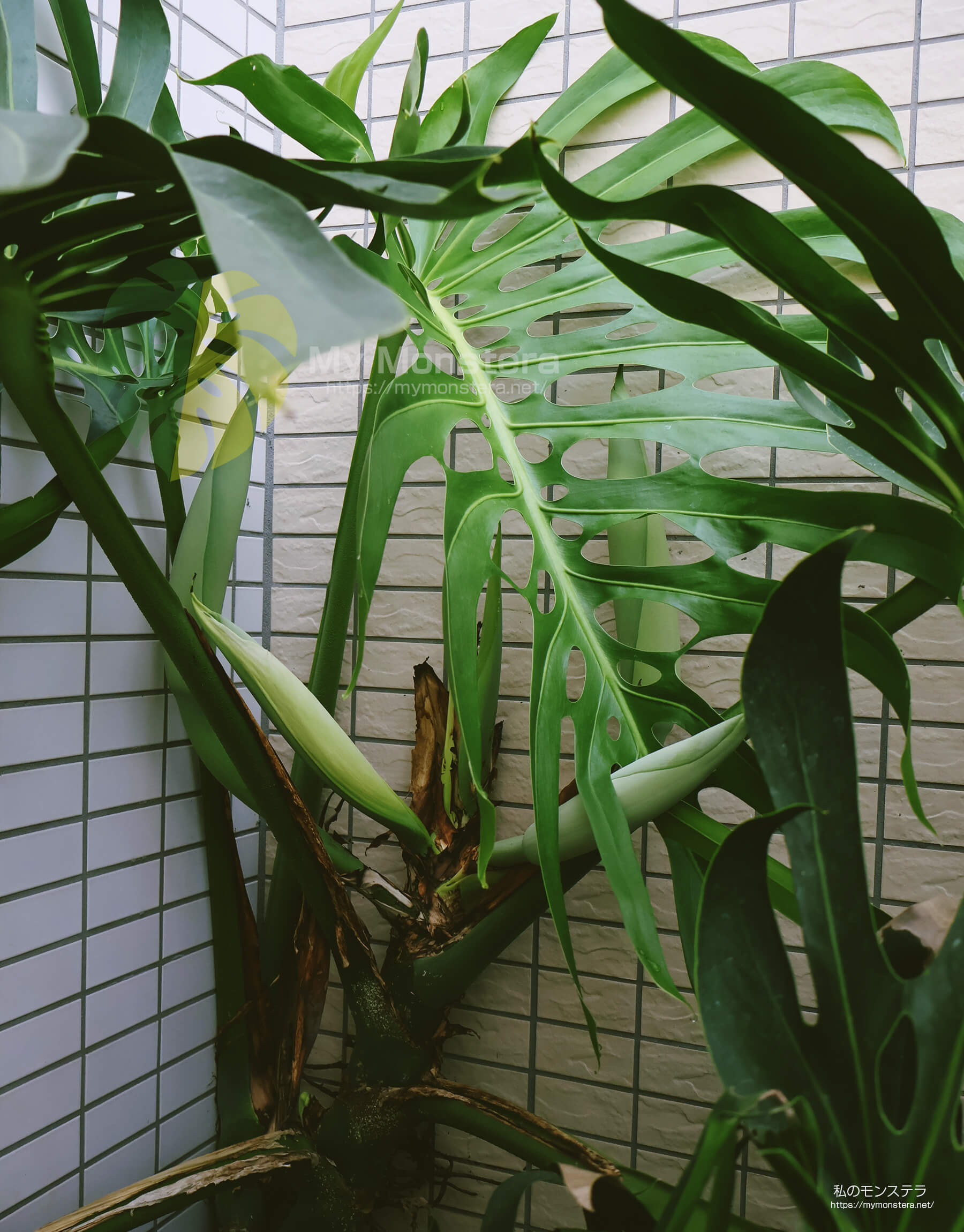 モンステラスケルトンの花