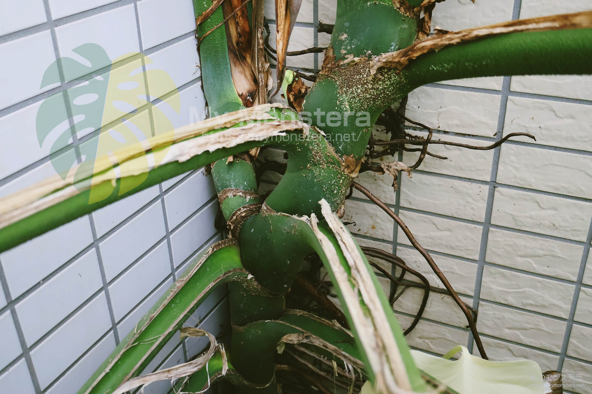 モンステラスケルトンの脇芽