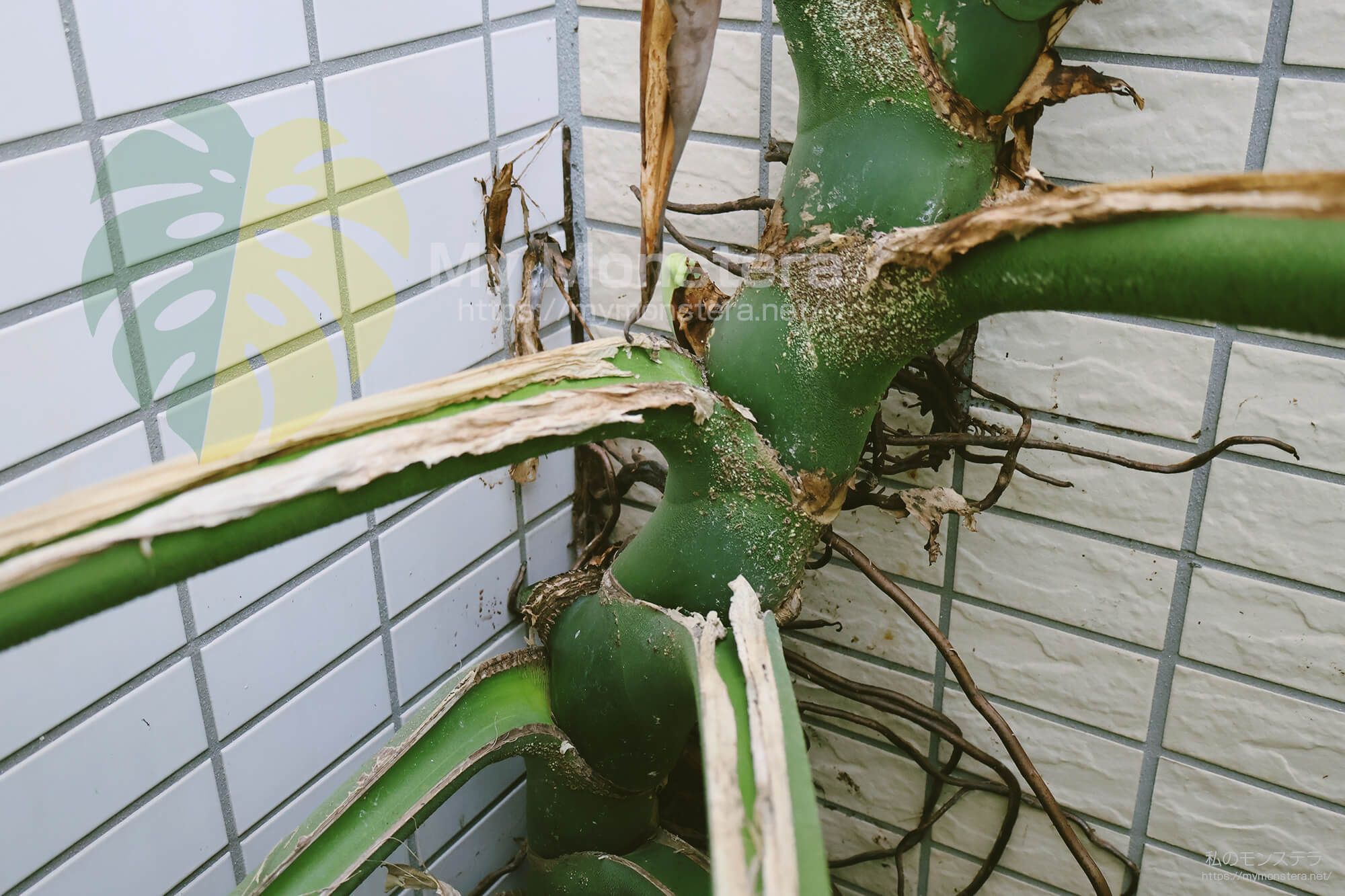 モンステラスケルトンの脇芽