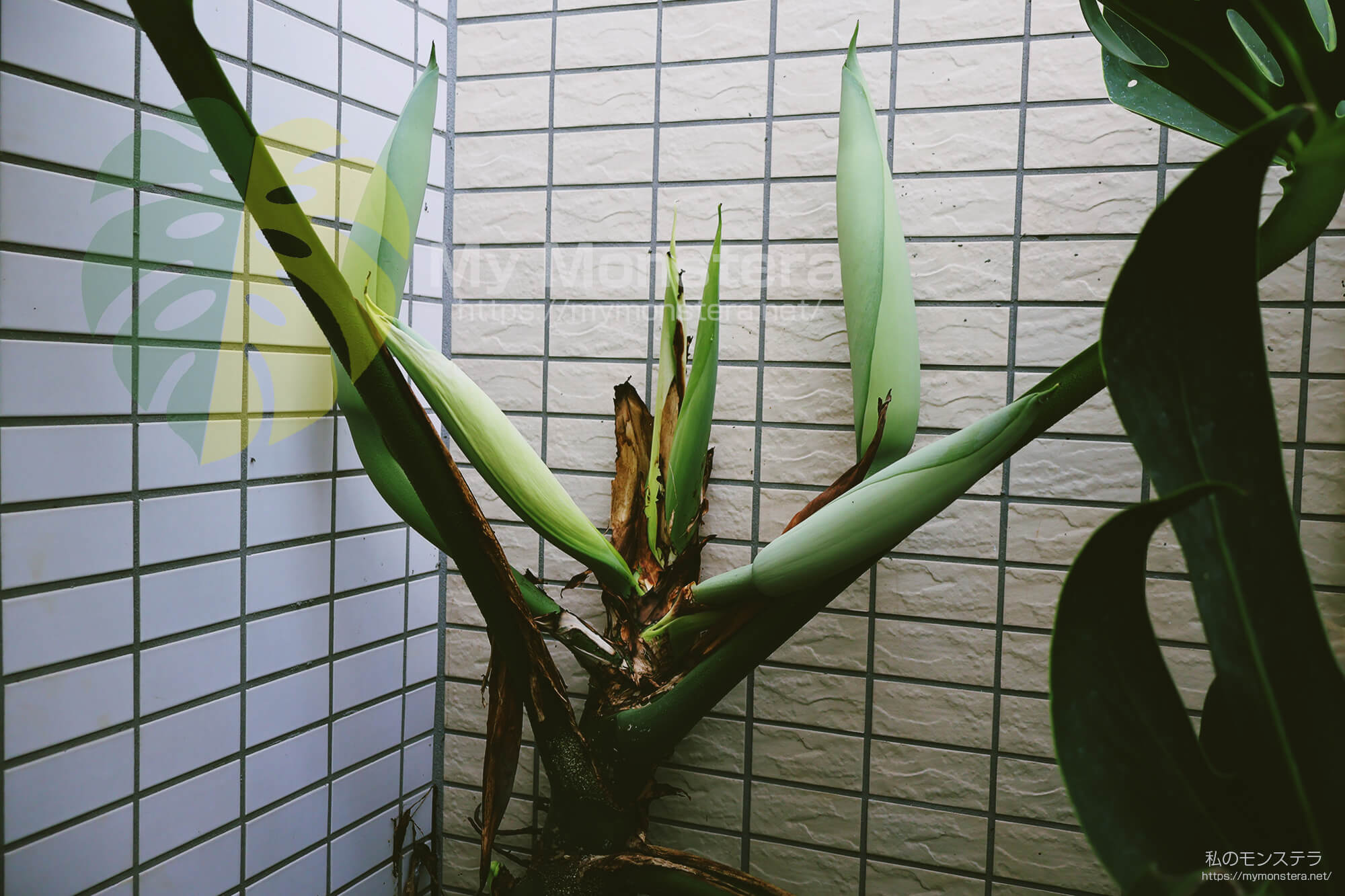モンステラスケルトンの花