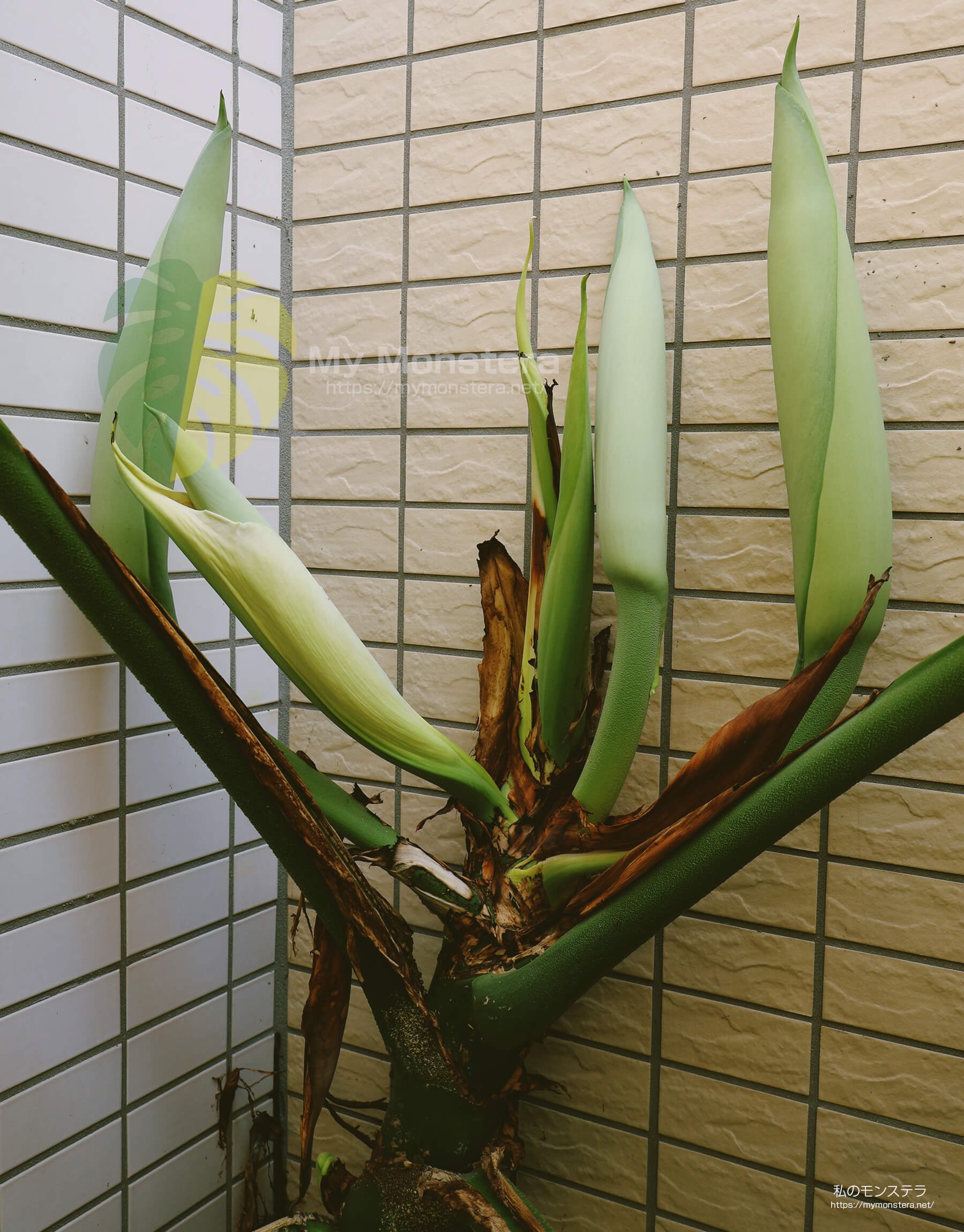 モンステラスケルトンの花