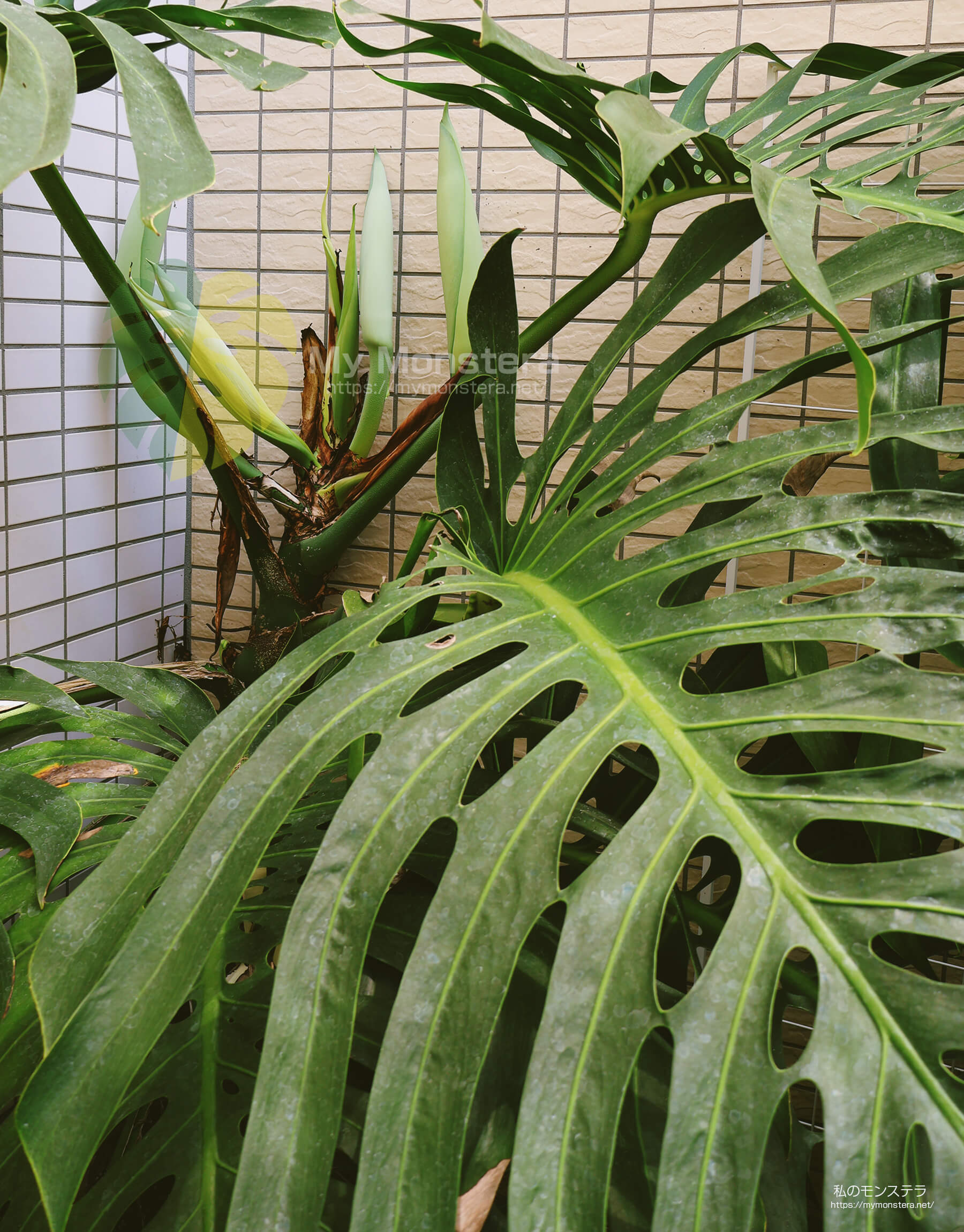 モンステラスケルトンの花